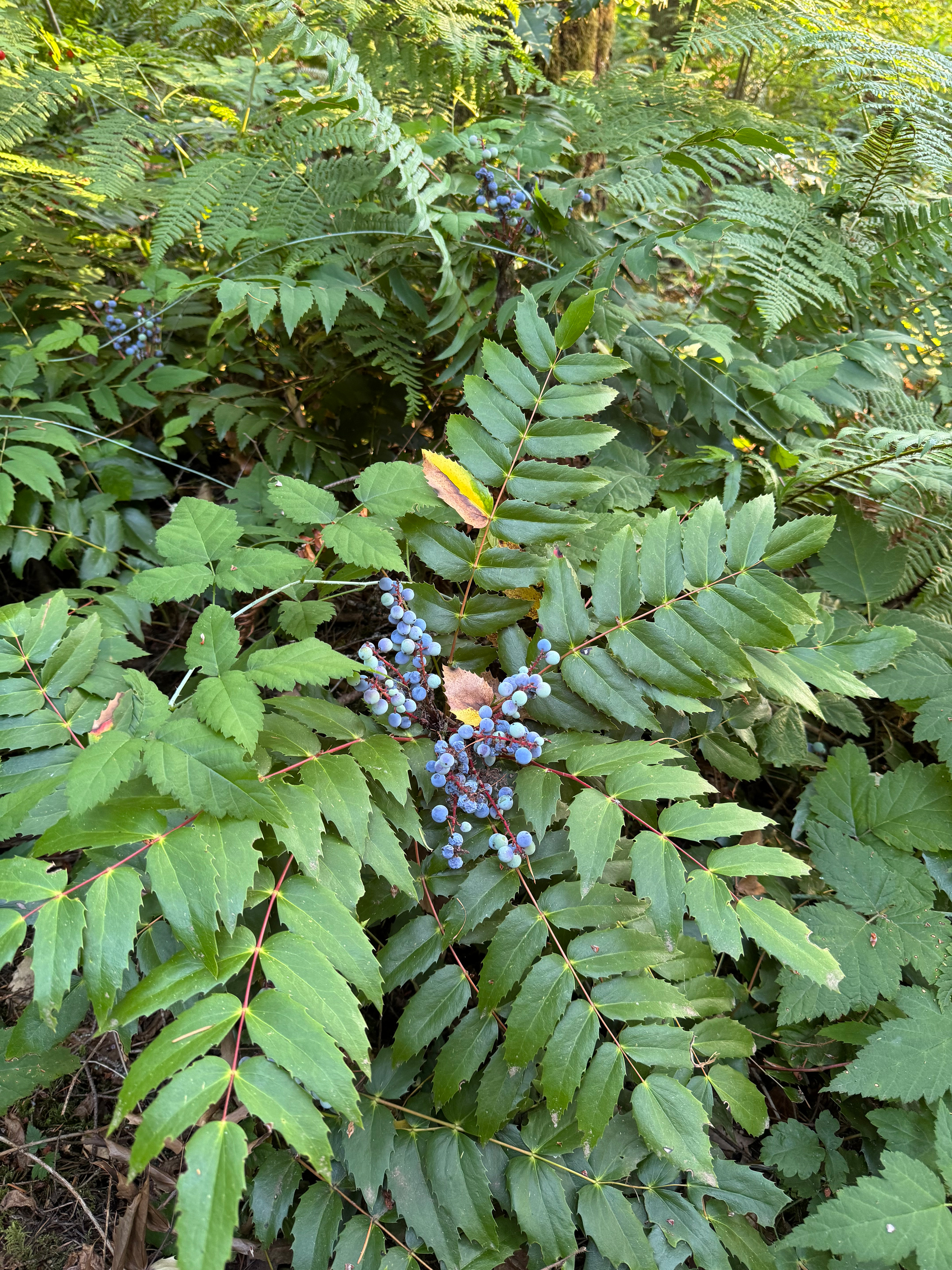 Photo Credits: Carol Holland, Oregon Grape Berries, Galbraith, Aug 2024