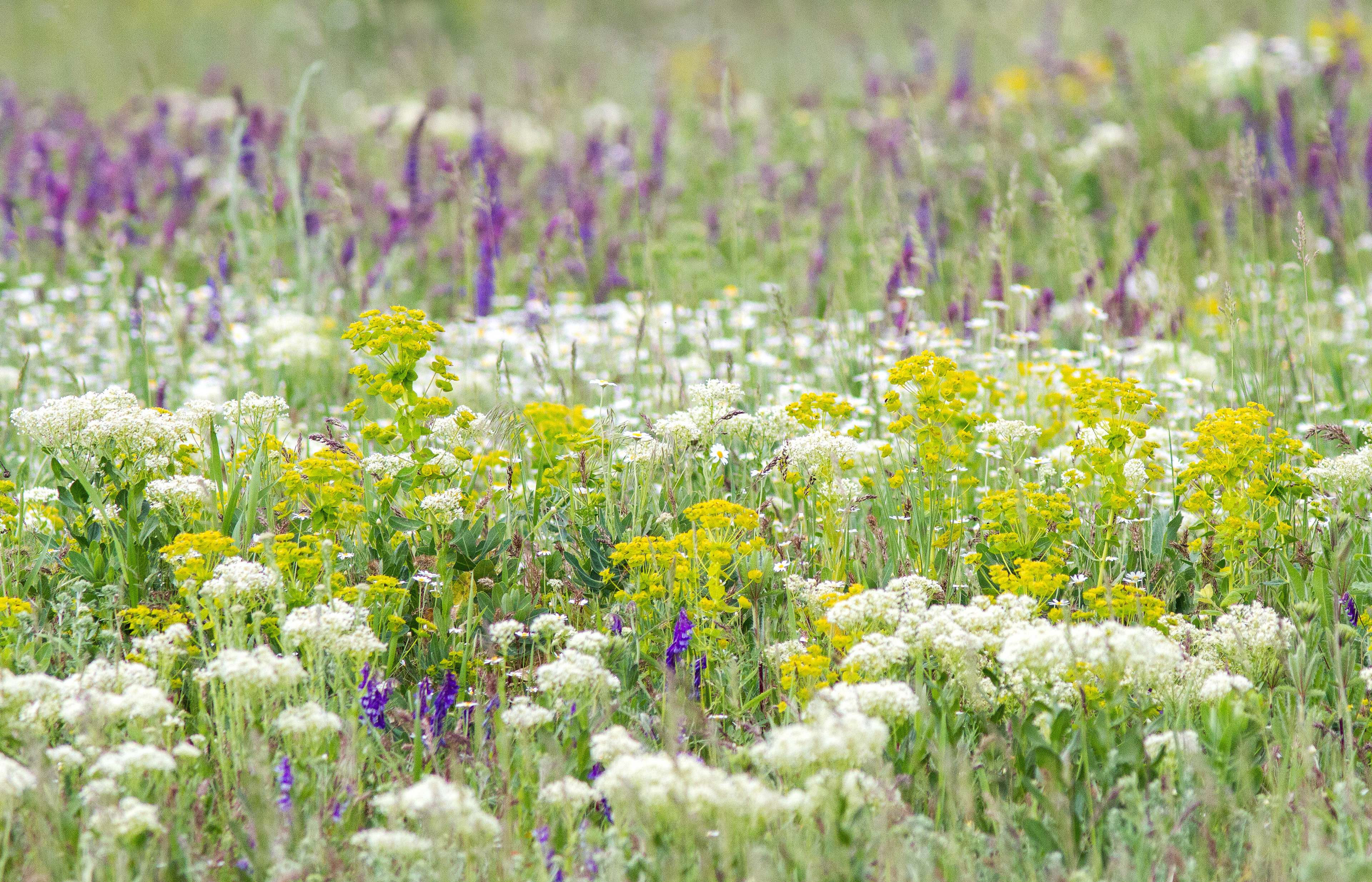 Photo Credits: Igor, Wildflowers in Spring, Sage and Achillea, 431486892, stock.adobe.com