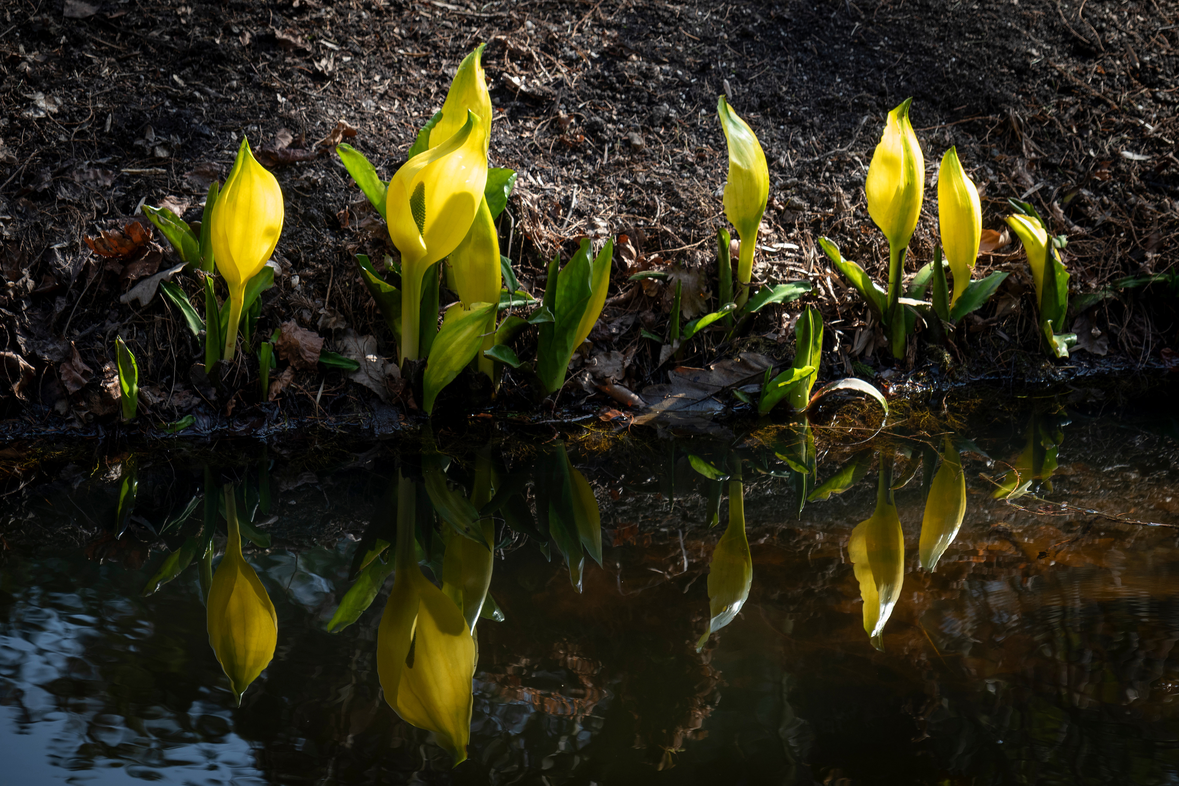Photo Credits: Picture Partners, Young Lysichiton, # 495616486, stock.adobe.com