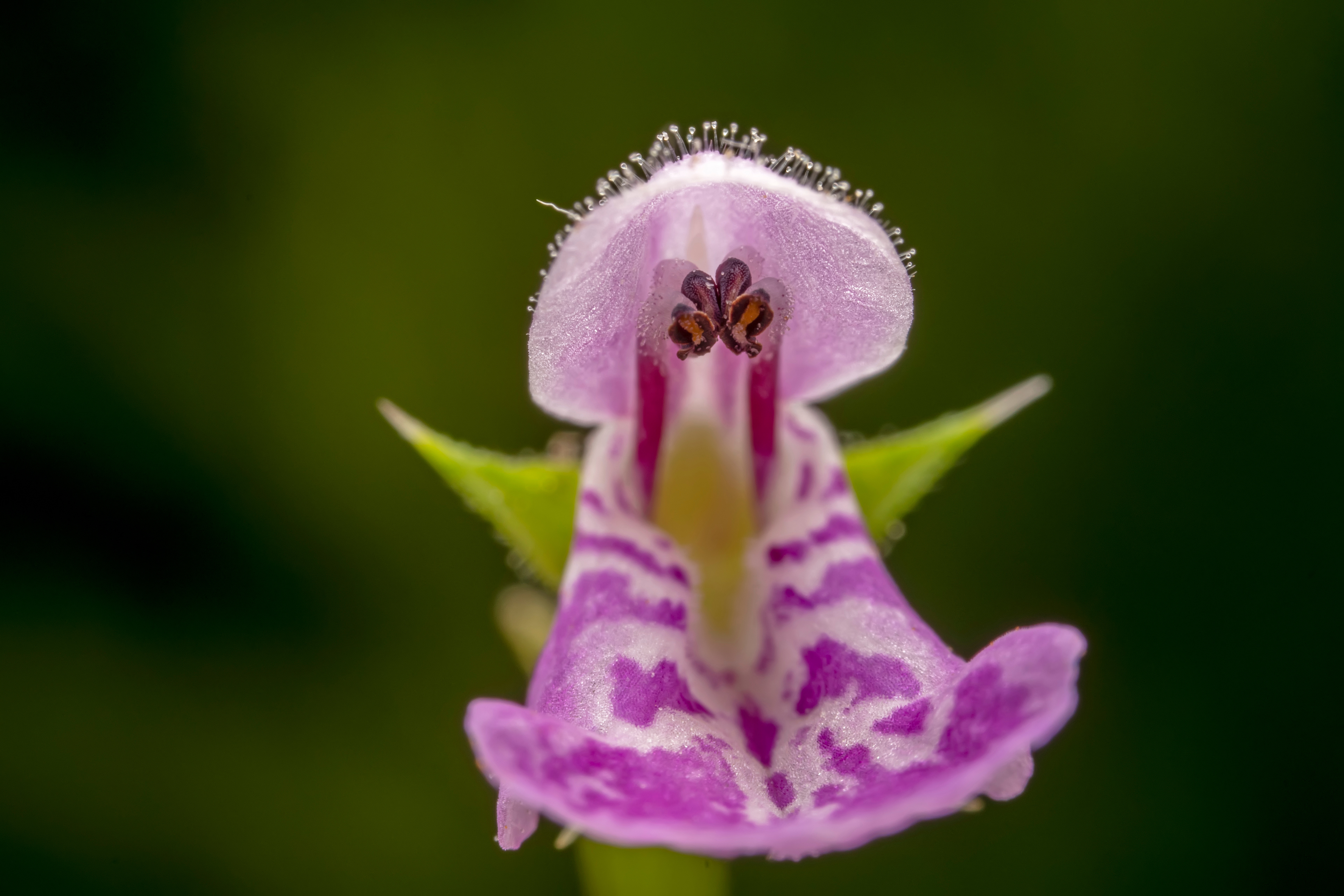 Photo Credits: Zhang Yongxin, Wood Betony, #684689418, stock.adobe.com