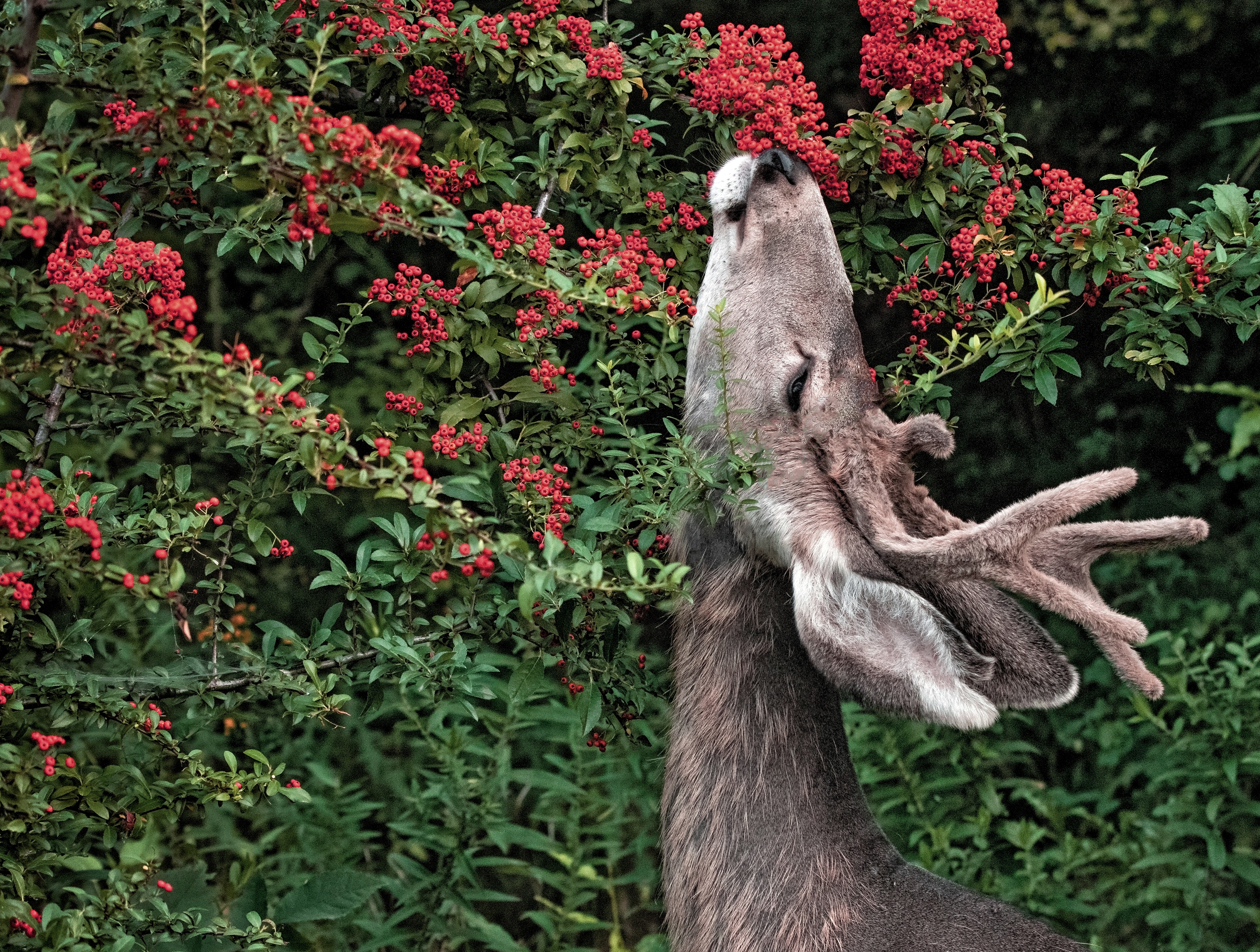 Photo Credits: Annette Shaff, Young Buck Eating Berries, #462470978, stock.adobe.com