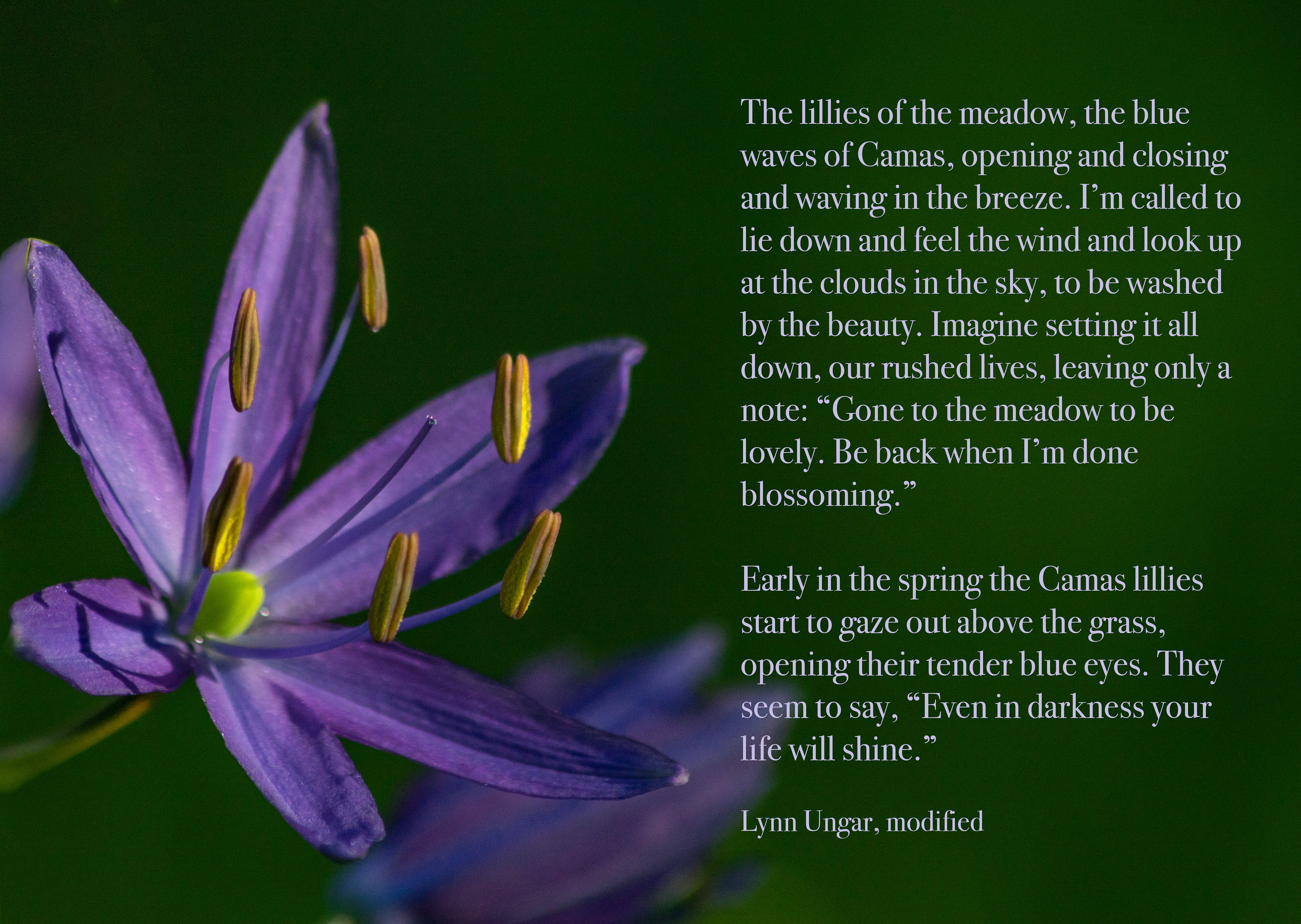 Photo Credits: PKZ, Signs of Spring - Camas Lily, #386324143, stock.adobe..com