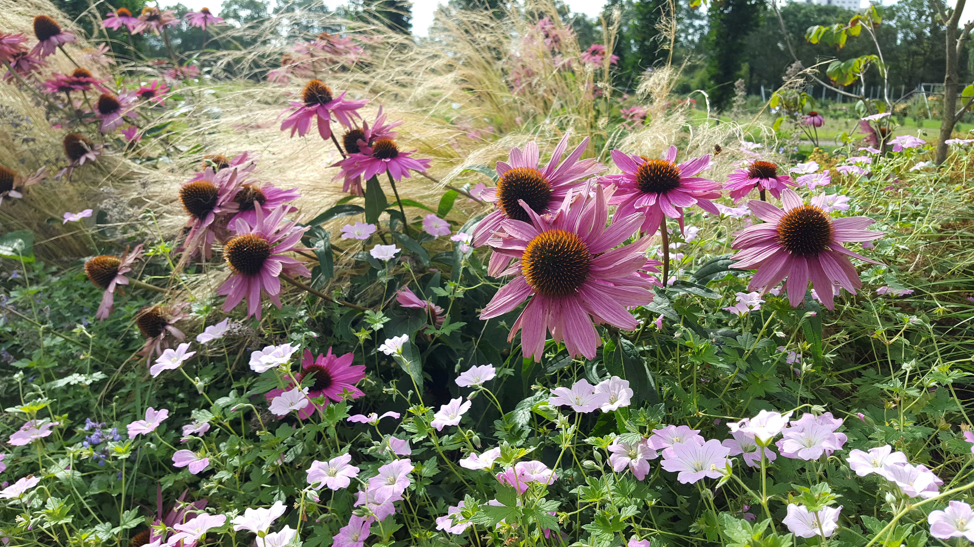 Photo Credits: Doris Gräf, Echinacea purpurea, n a Garden Bed, #636233066, stock.adobe.com