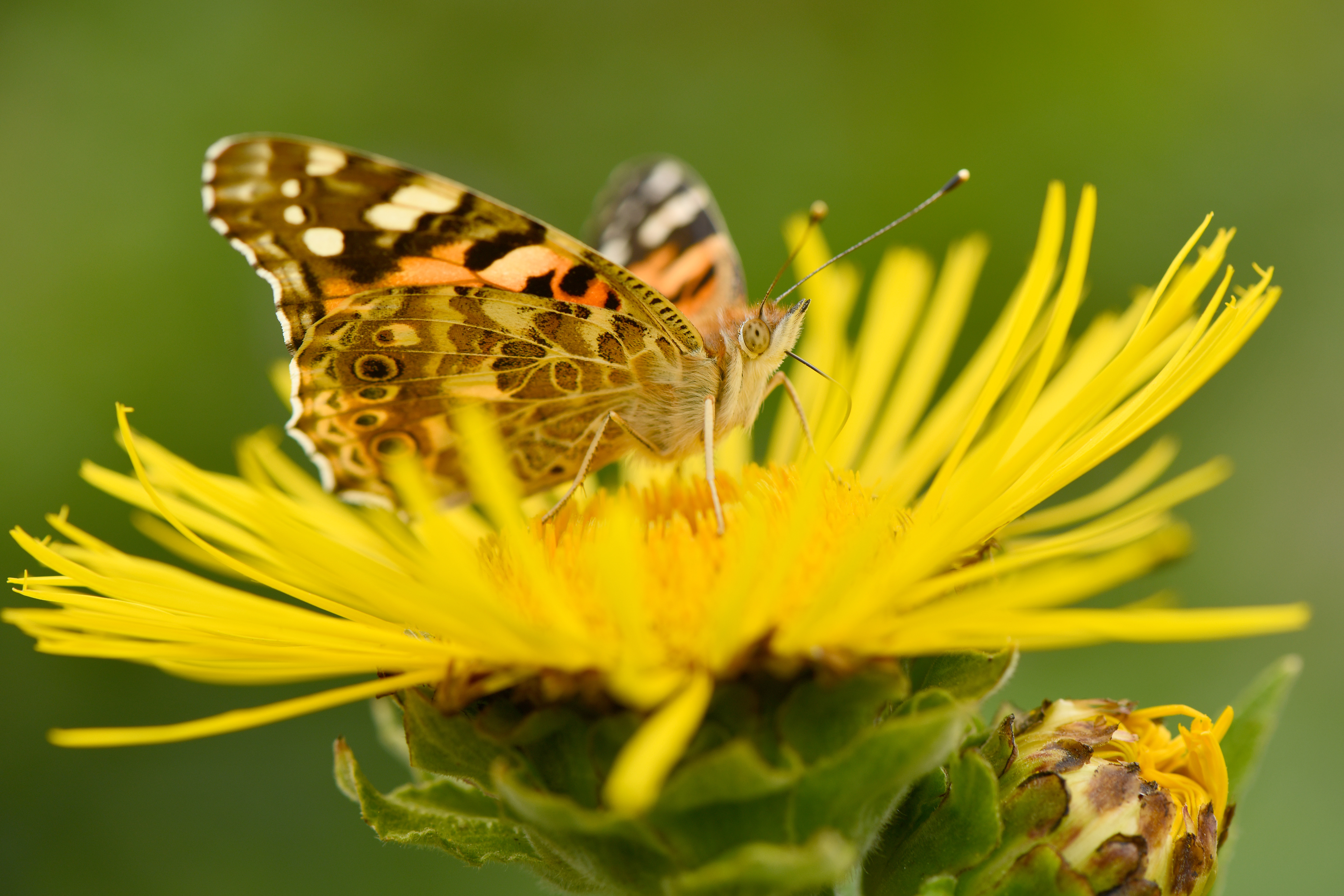 Photo Credits: Akova, Painted Lady Pollinating Elecampane, #279807003, stock.adobe.com