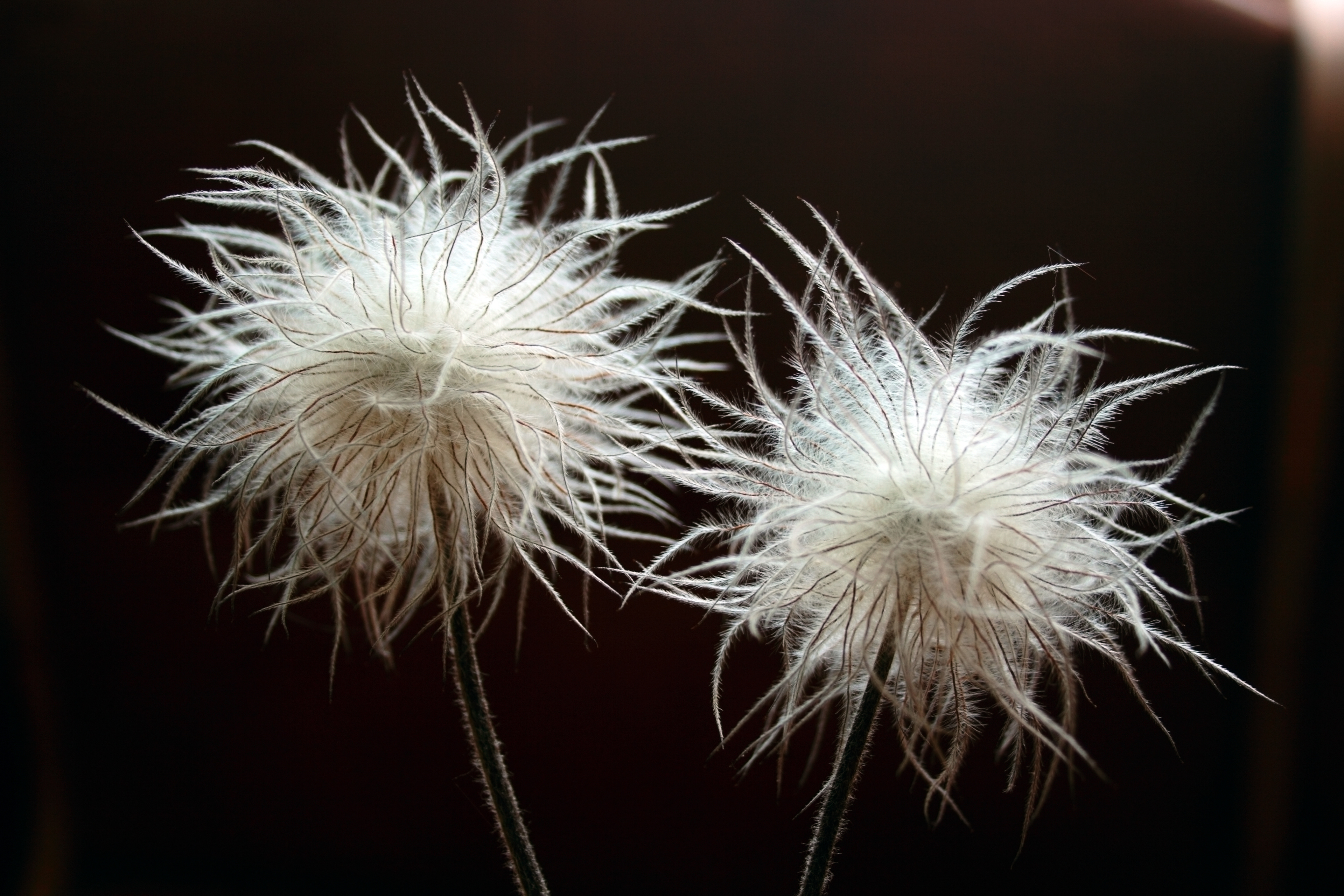 Photo Credits: Olexandr Kulichenko, Seedheads of Pulsatilla, #8460015, stock.adobe.com
