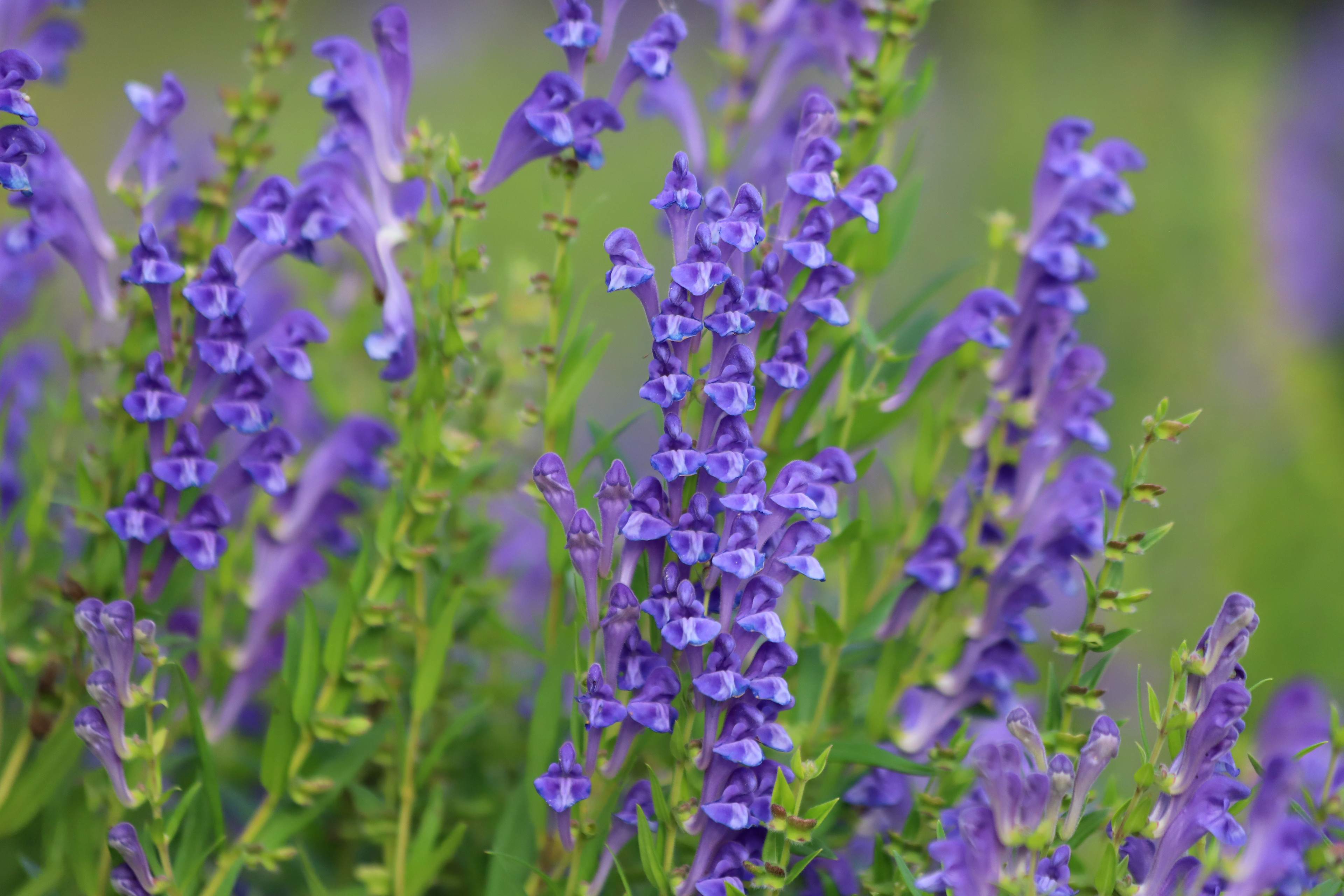 Photo Credits: Katarzyna, Baikal Skullcap, #625585438, stock.adobe.com