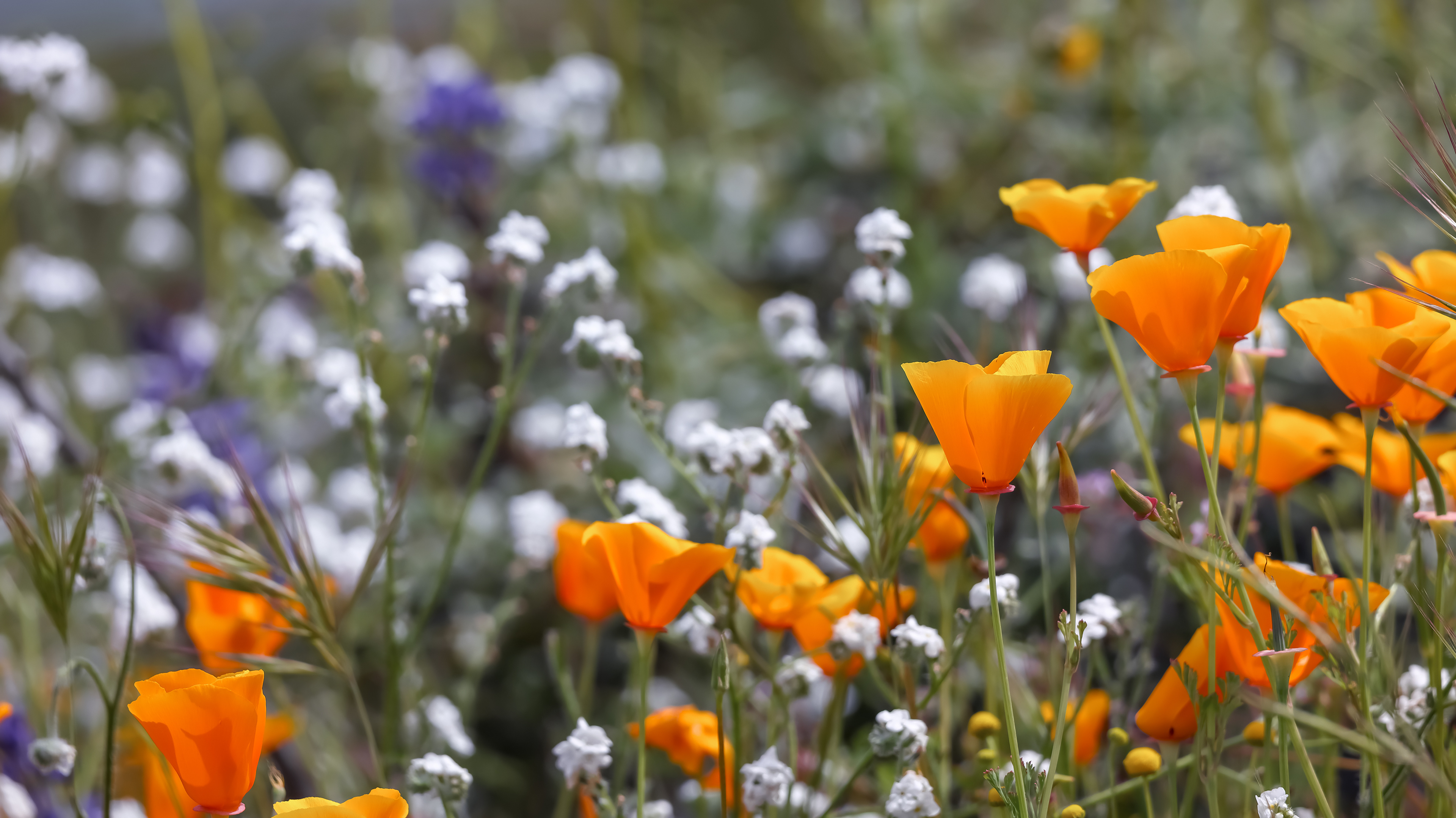 Photo Credits: SNEHIT PHOTO, Golden Poppies, #1374851671, stock.adobe.com