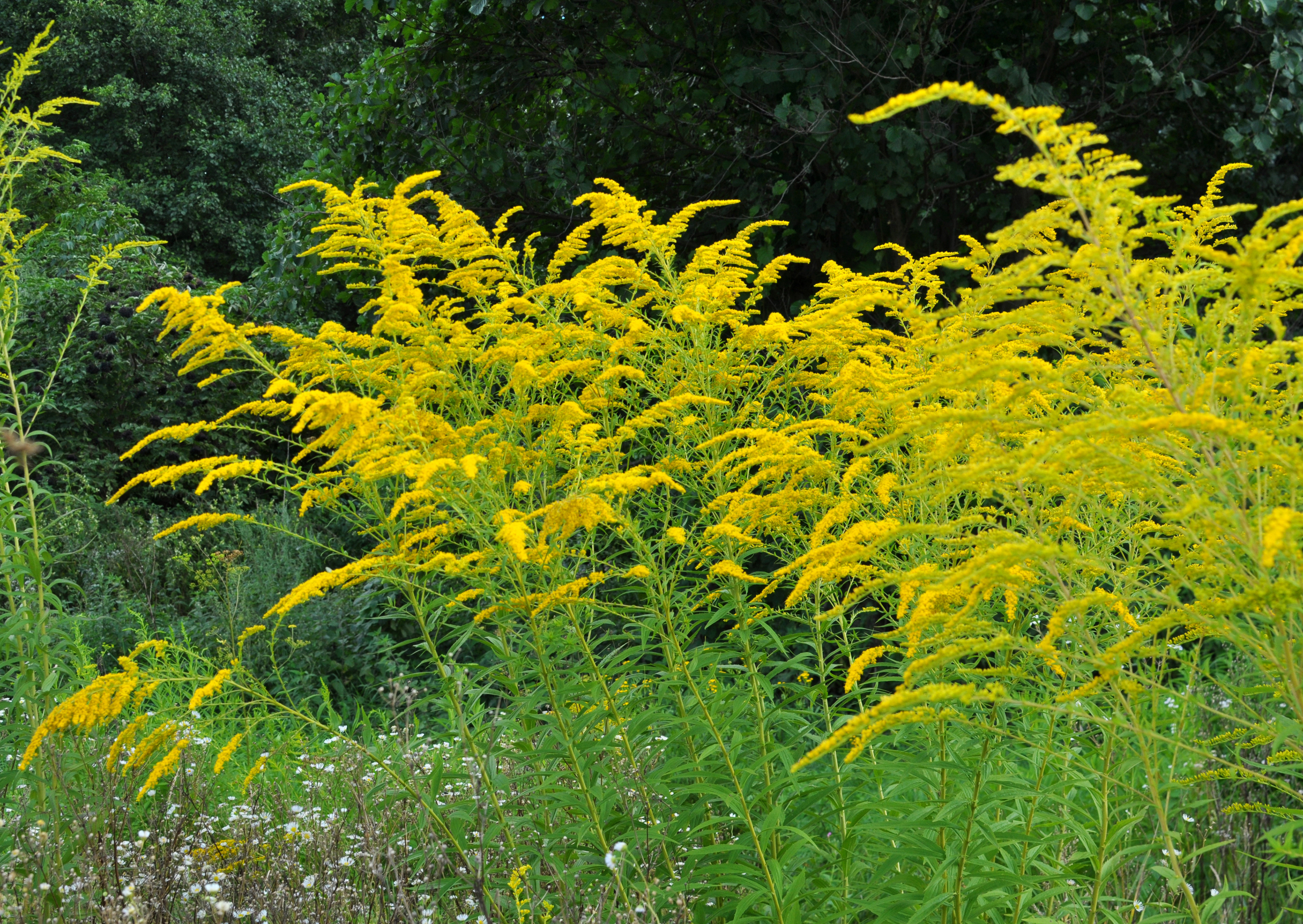 Photo Credits: Orestligetka, Solidago, #54620920 stock.adobe.com