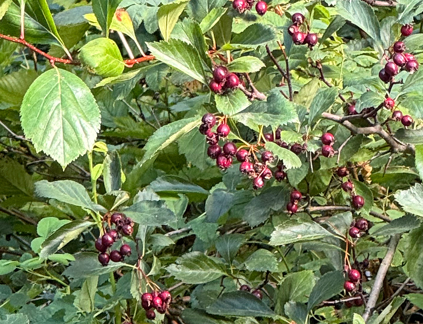 Photo Credit: Carol J Holland, Crataegus douglasii, Lost Creek Ridge, July 2024