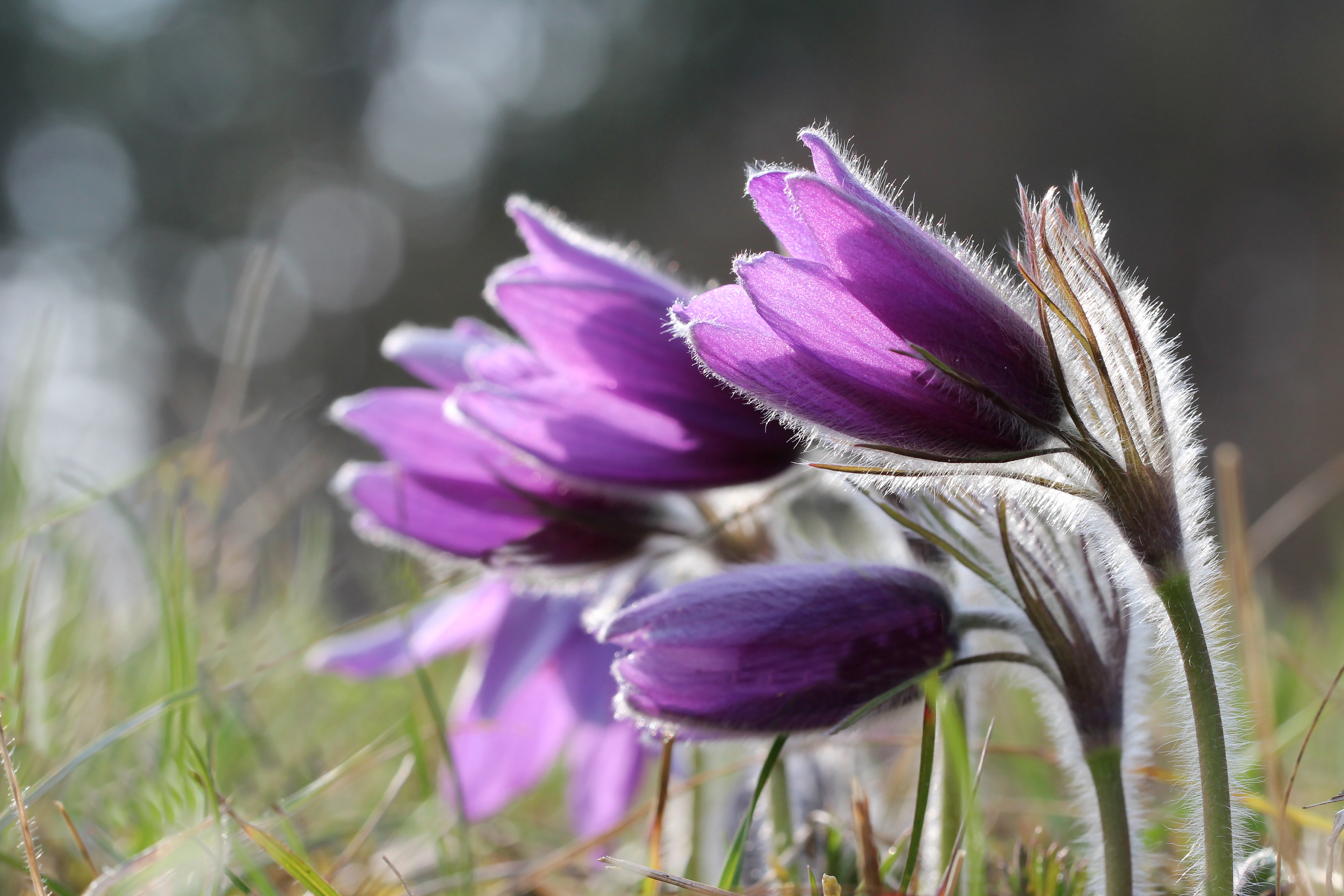 Photo Credits: leomalsam, Purple Pasque Flowers, #141950442, stock.adobe.com