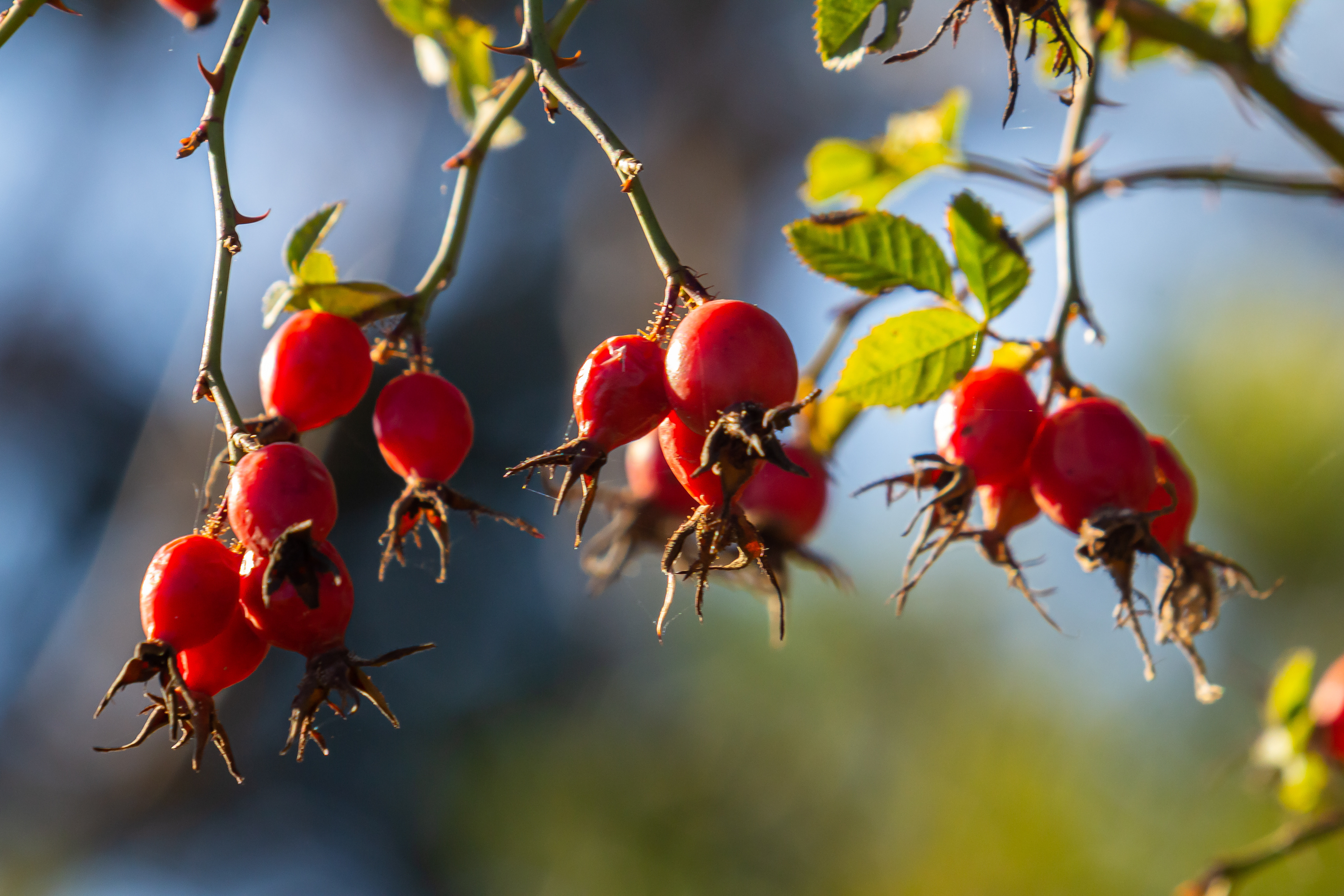 Photo Credits: Oleh Marchak, Red Rosehips Berries,  #833232139, stock.adobe.com