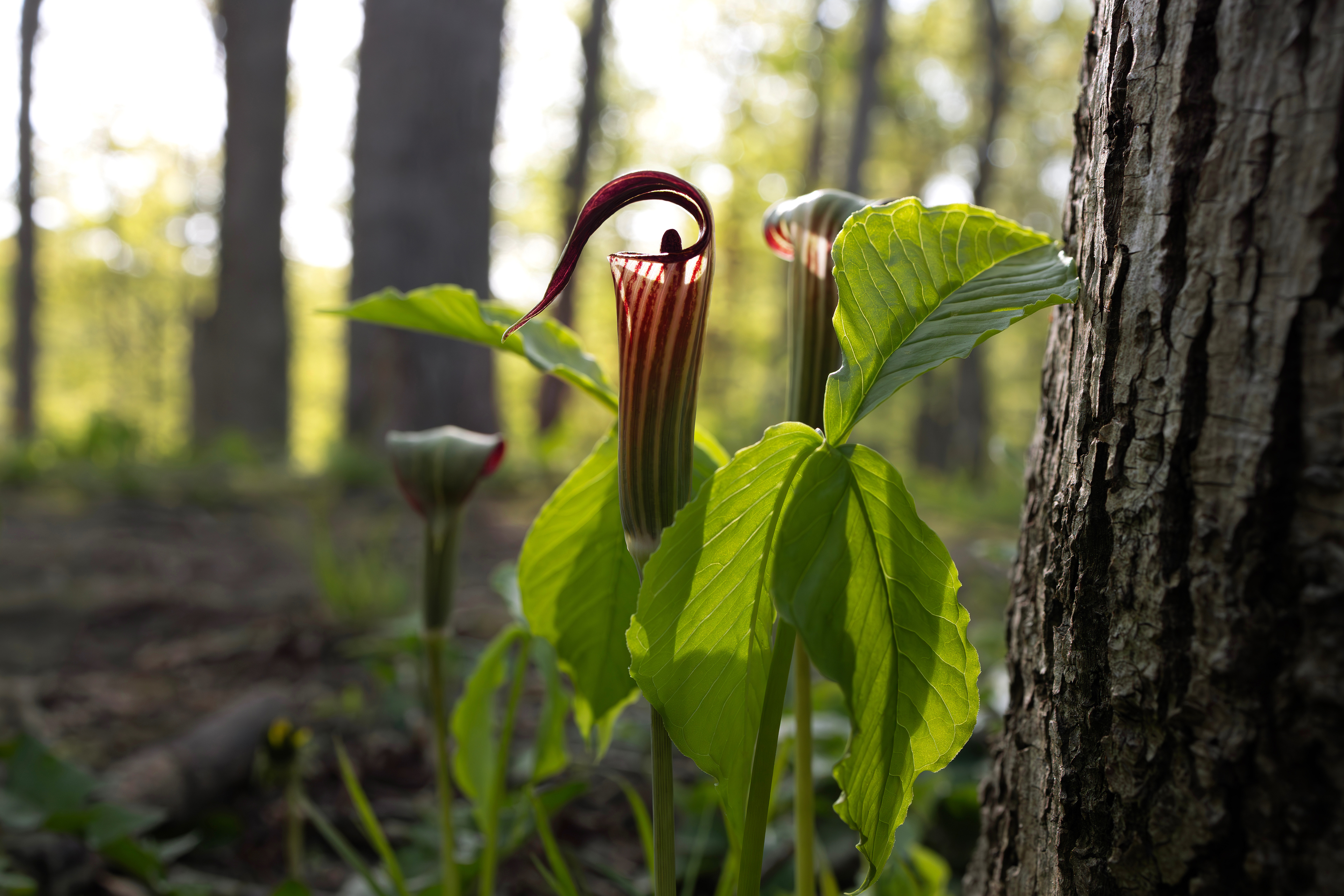 Photo Credits: Annette Buchkowski, Arisaema #1509049119 stock.adobe.com