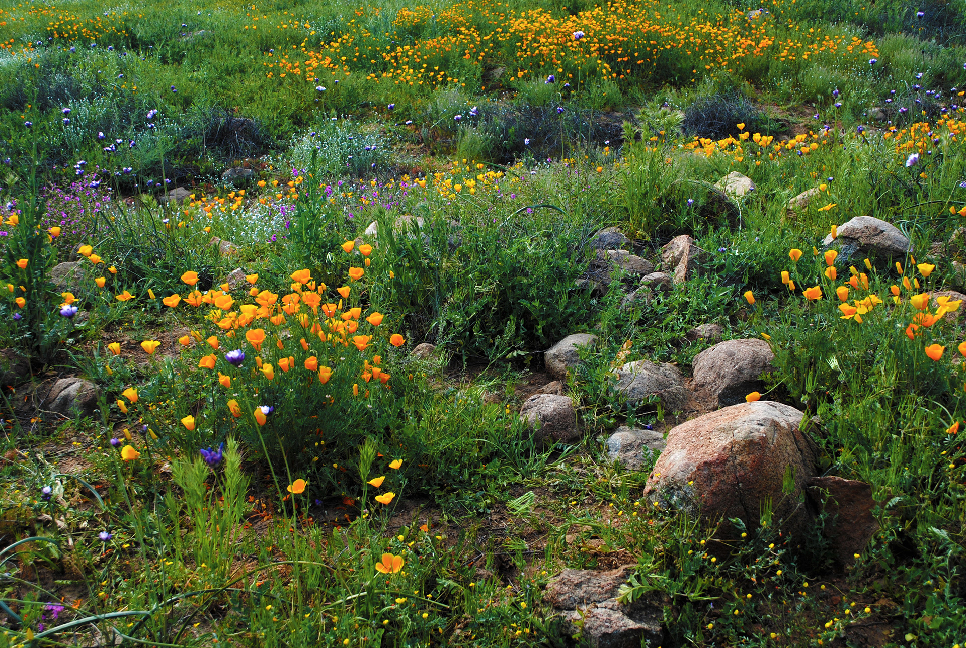 Photo Credits: Clare Carrellas, California Poppy Field, #446486312, stock.adobe.com