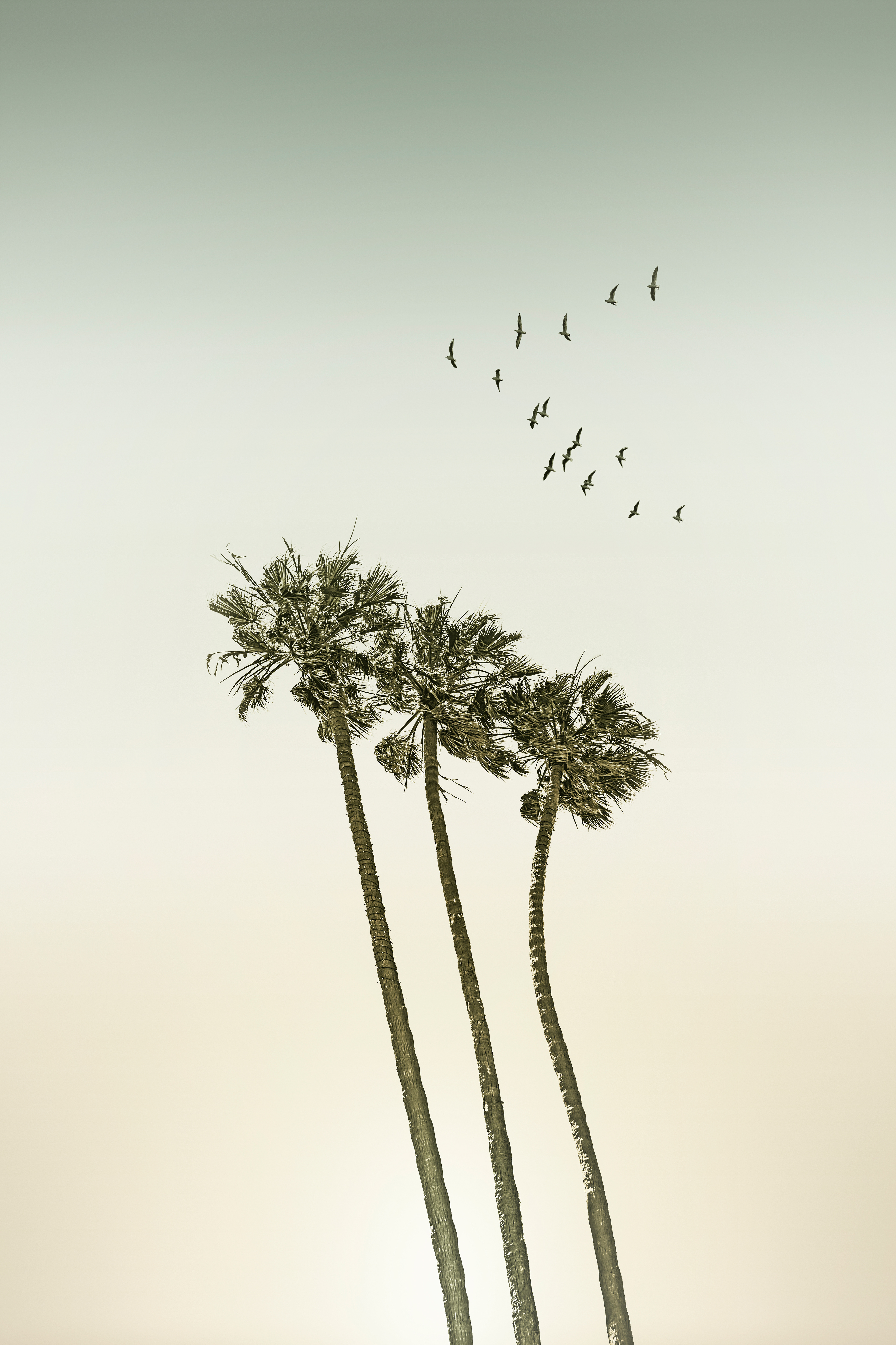 VS008_Palm trees & sunset | Vintage