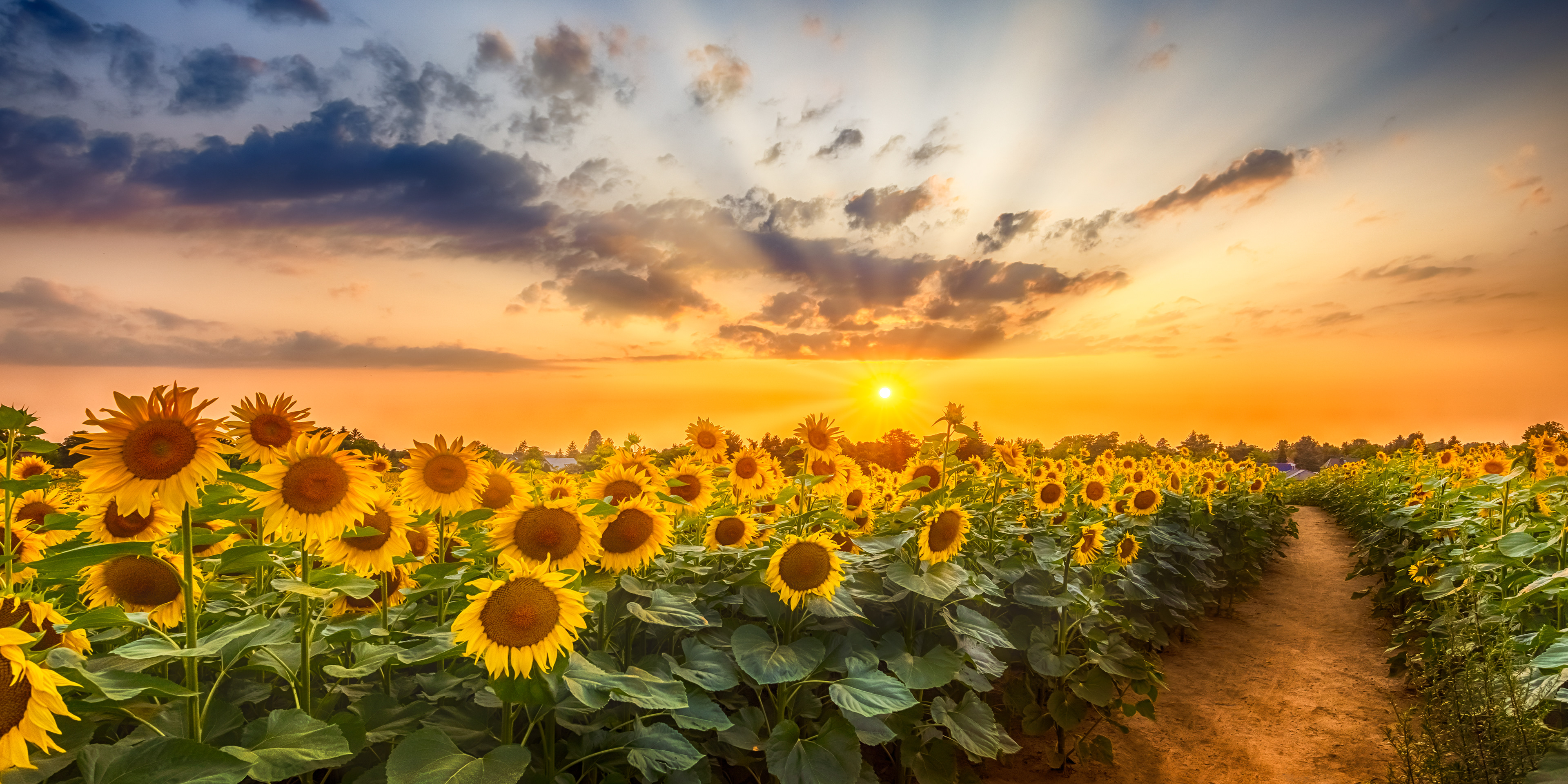 FL011_Sunflower field at sunset | the secret path
