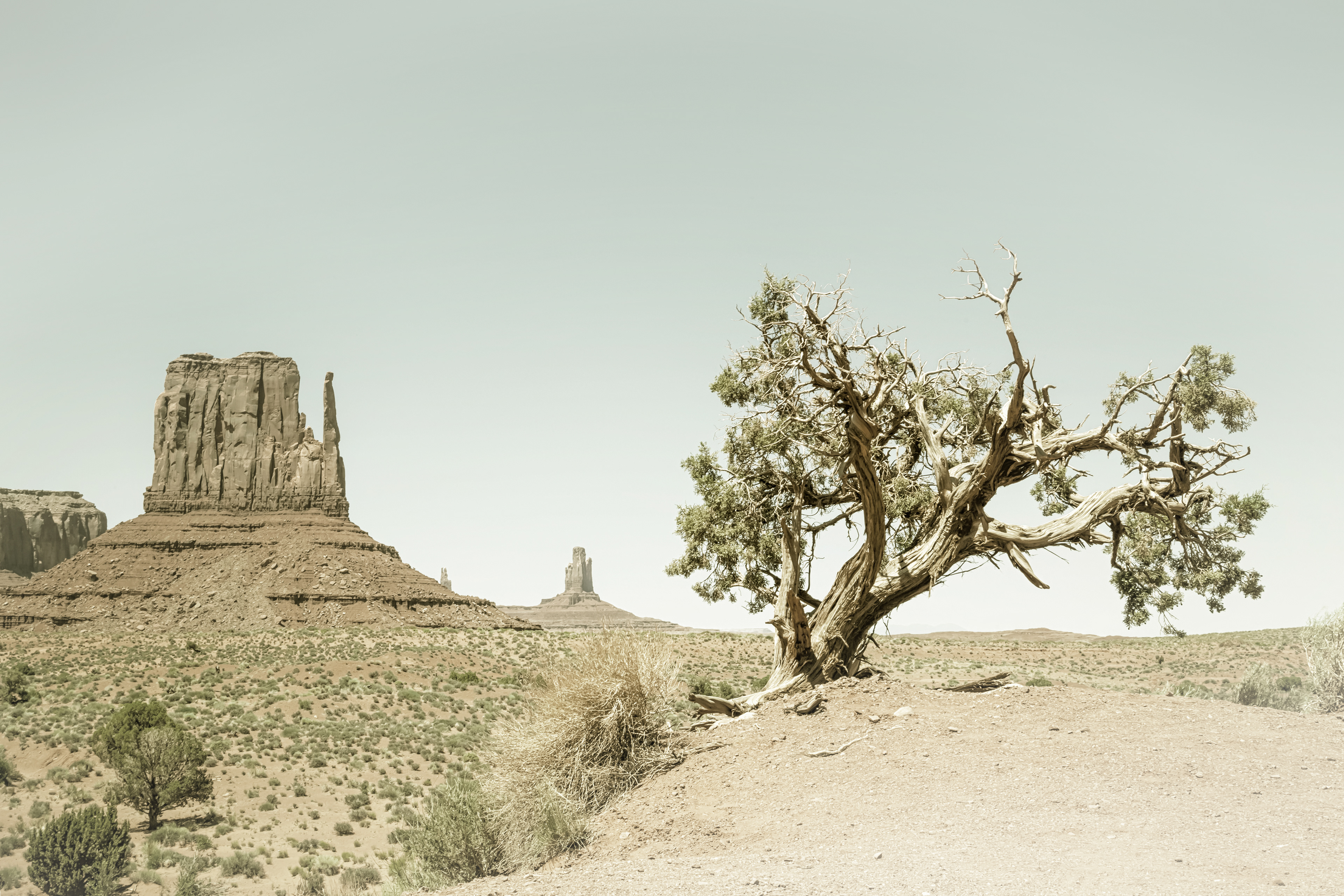VS023_MONUMENT VALLEY West Mitten Butte and Tree | Vintage
