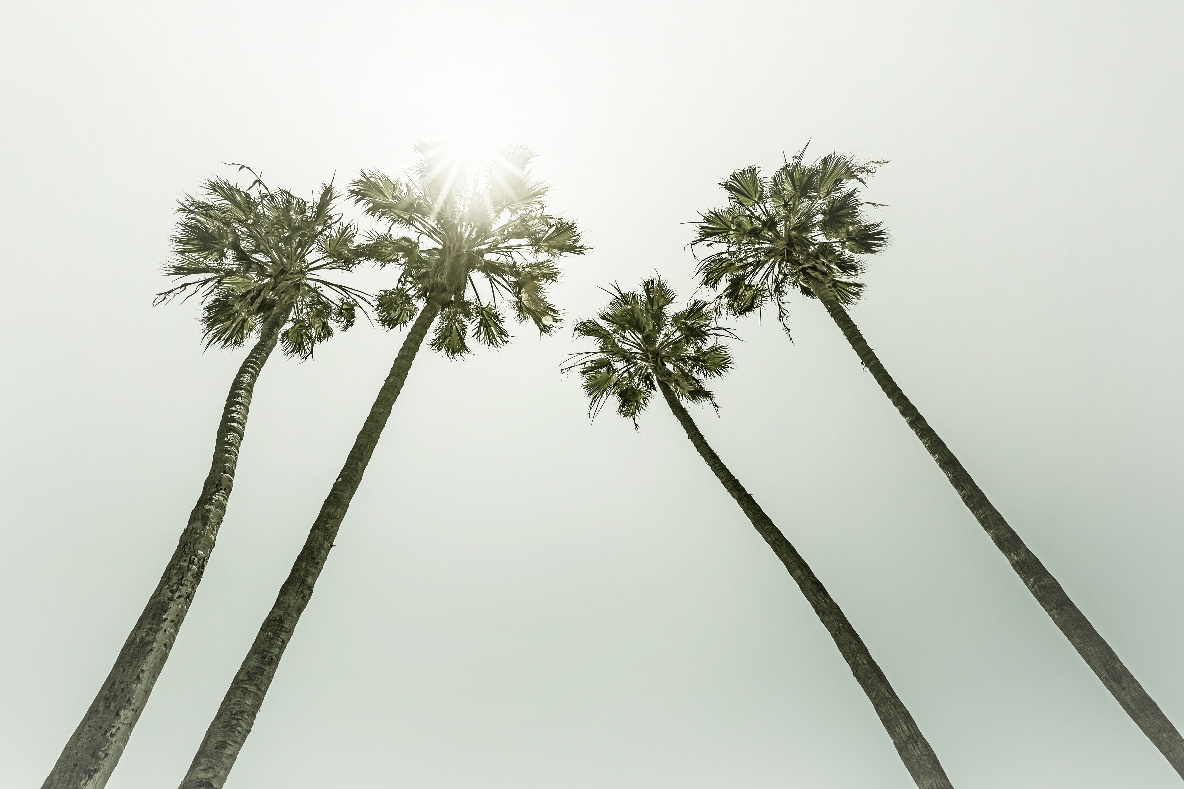 VS036_Lovely vintage palm trees in the sun