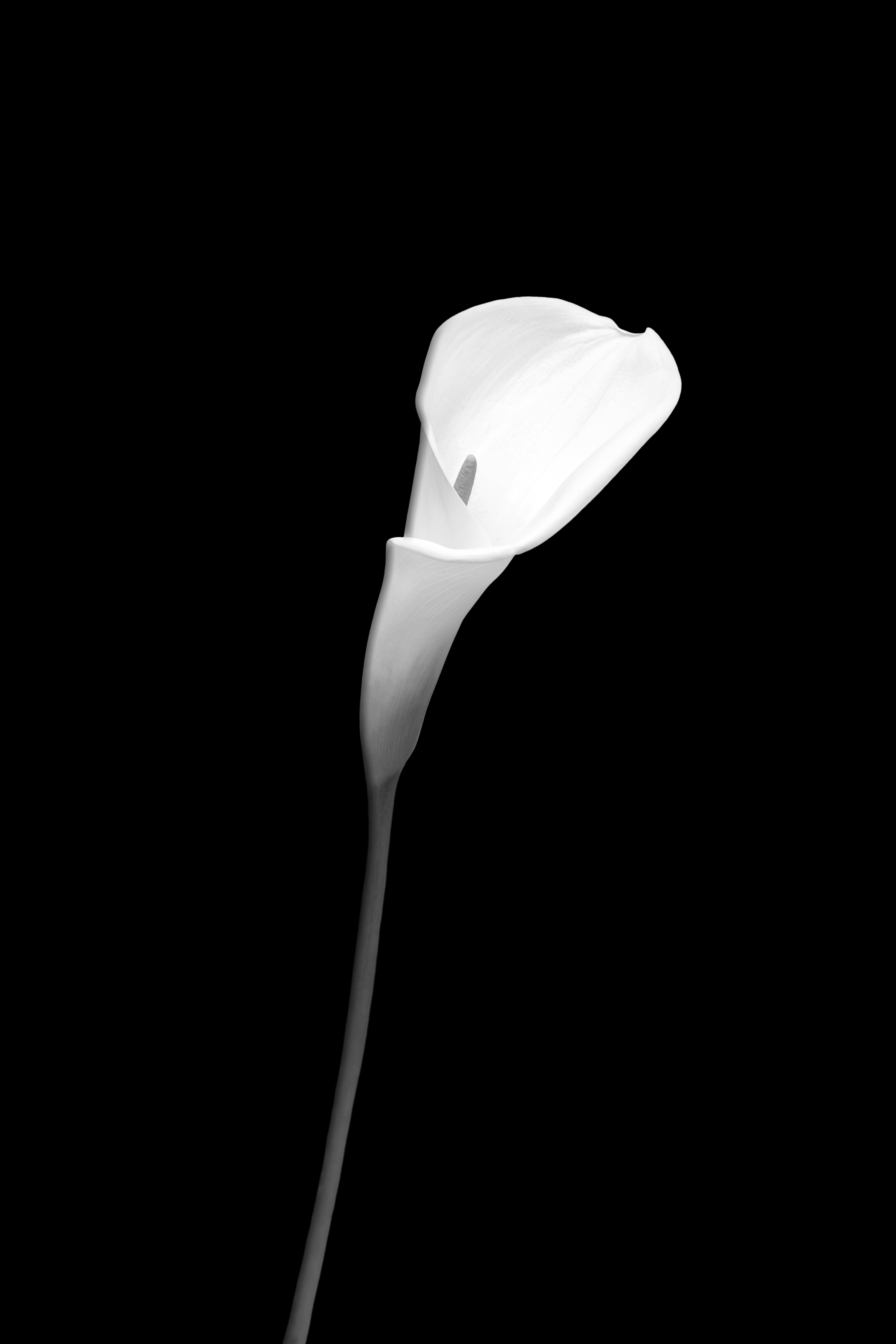 FL003_Calla | dark design