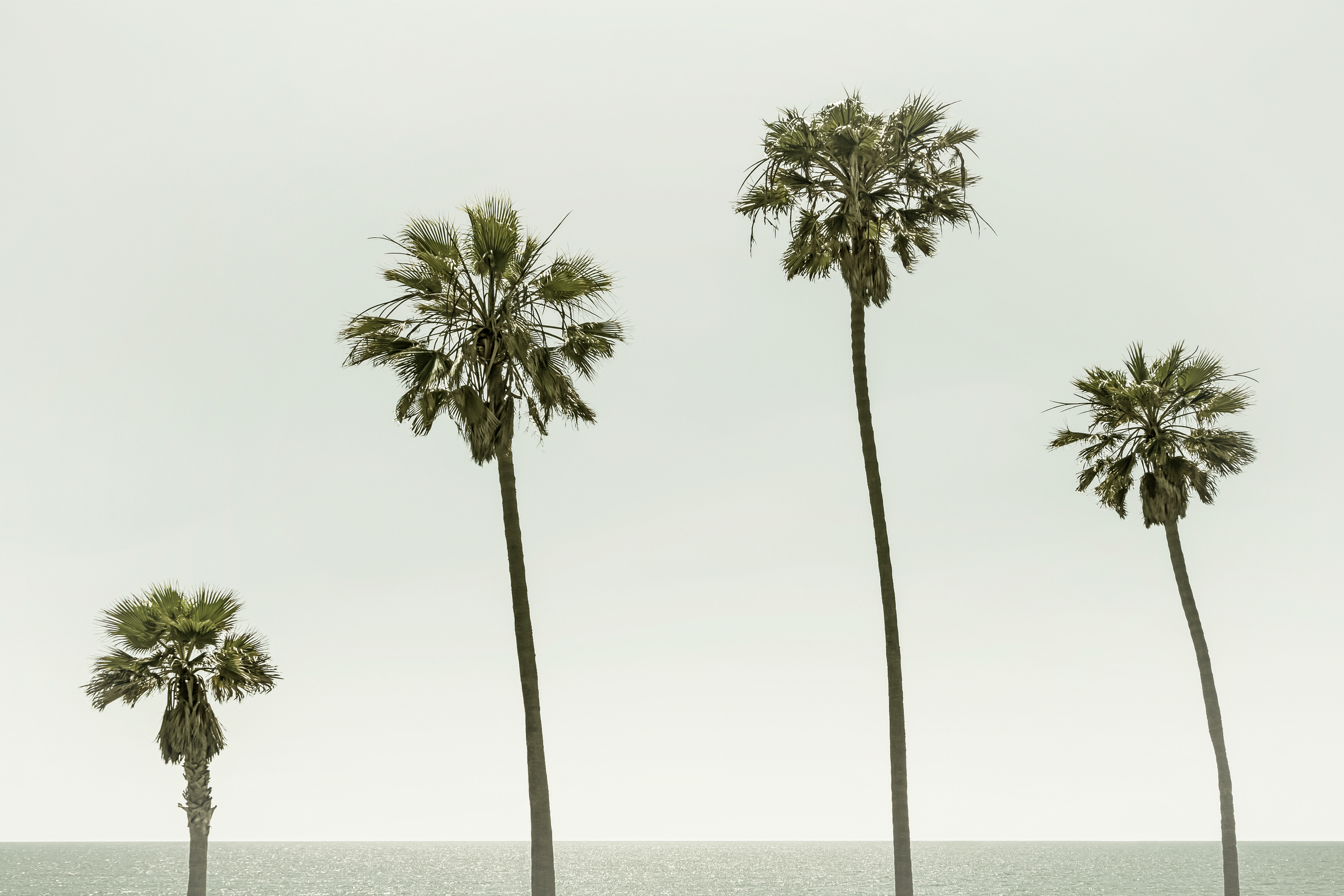VS025_Vintage Palm Trees by the sea