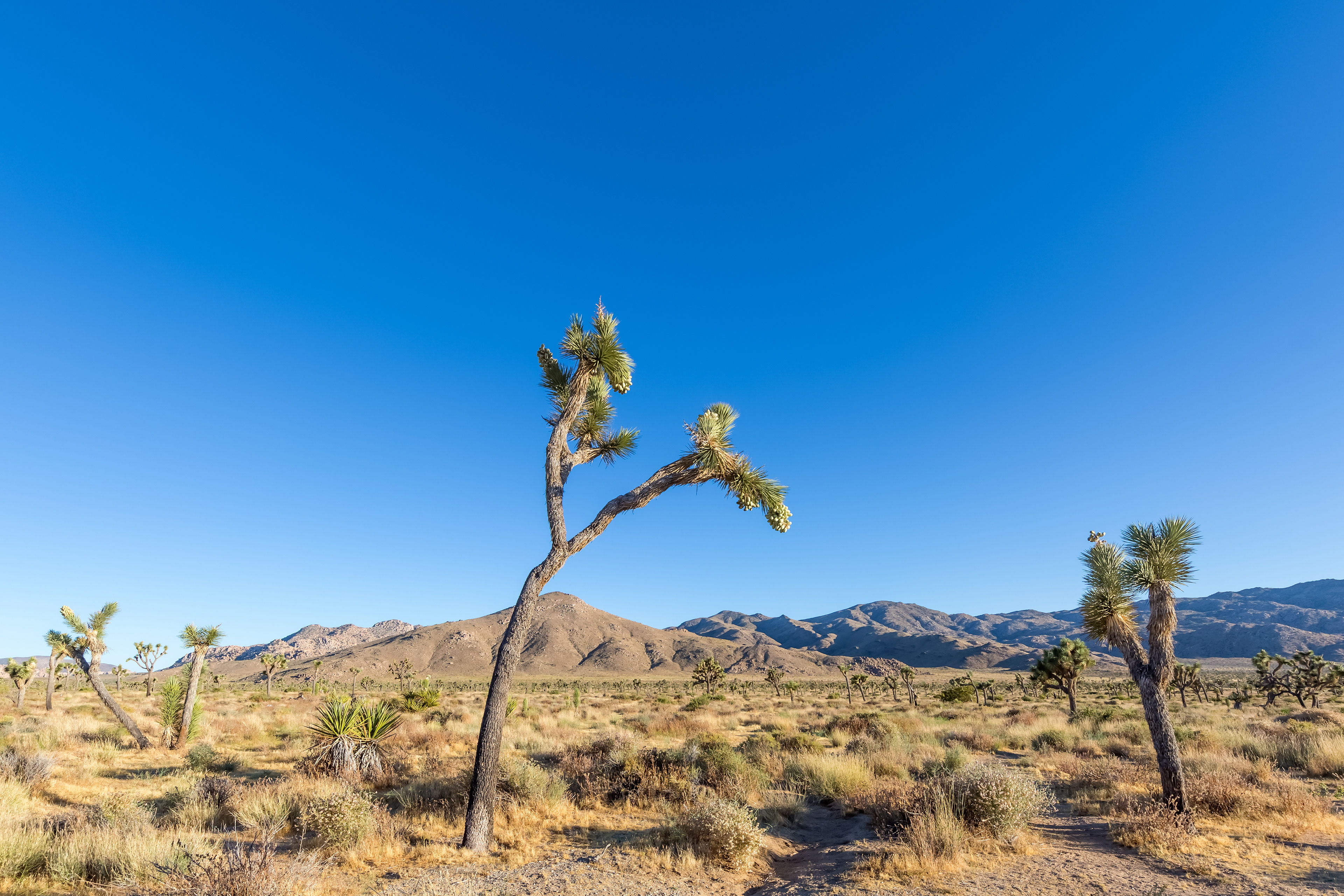 LS011_Joshua Tree National Park
