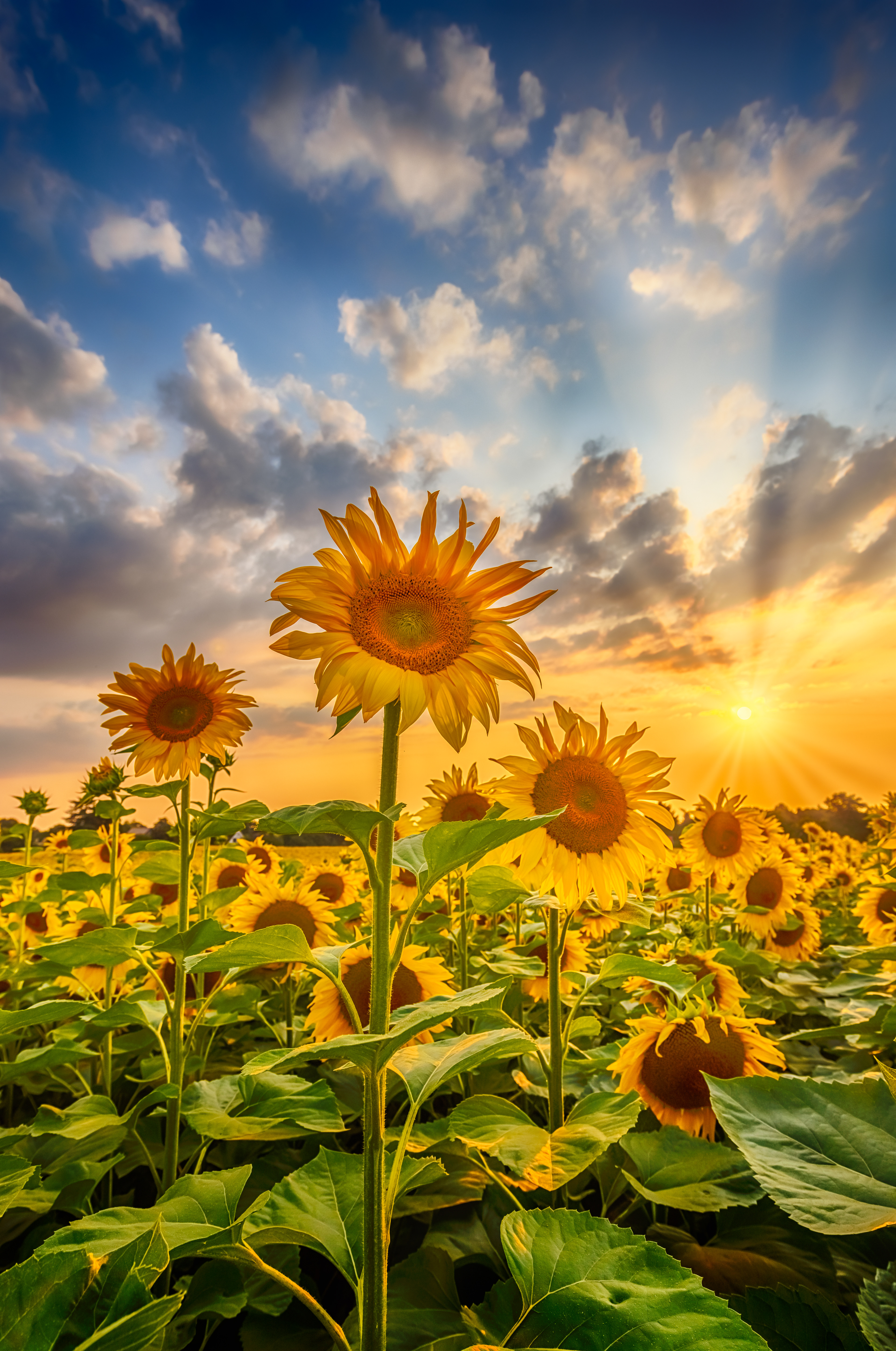 FL010_Sunflowers in sunset