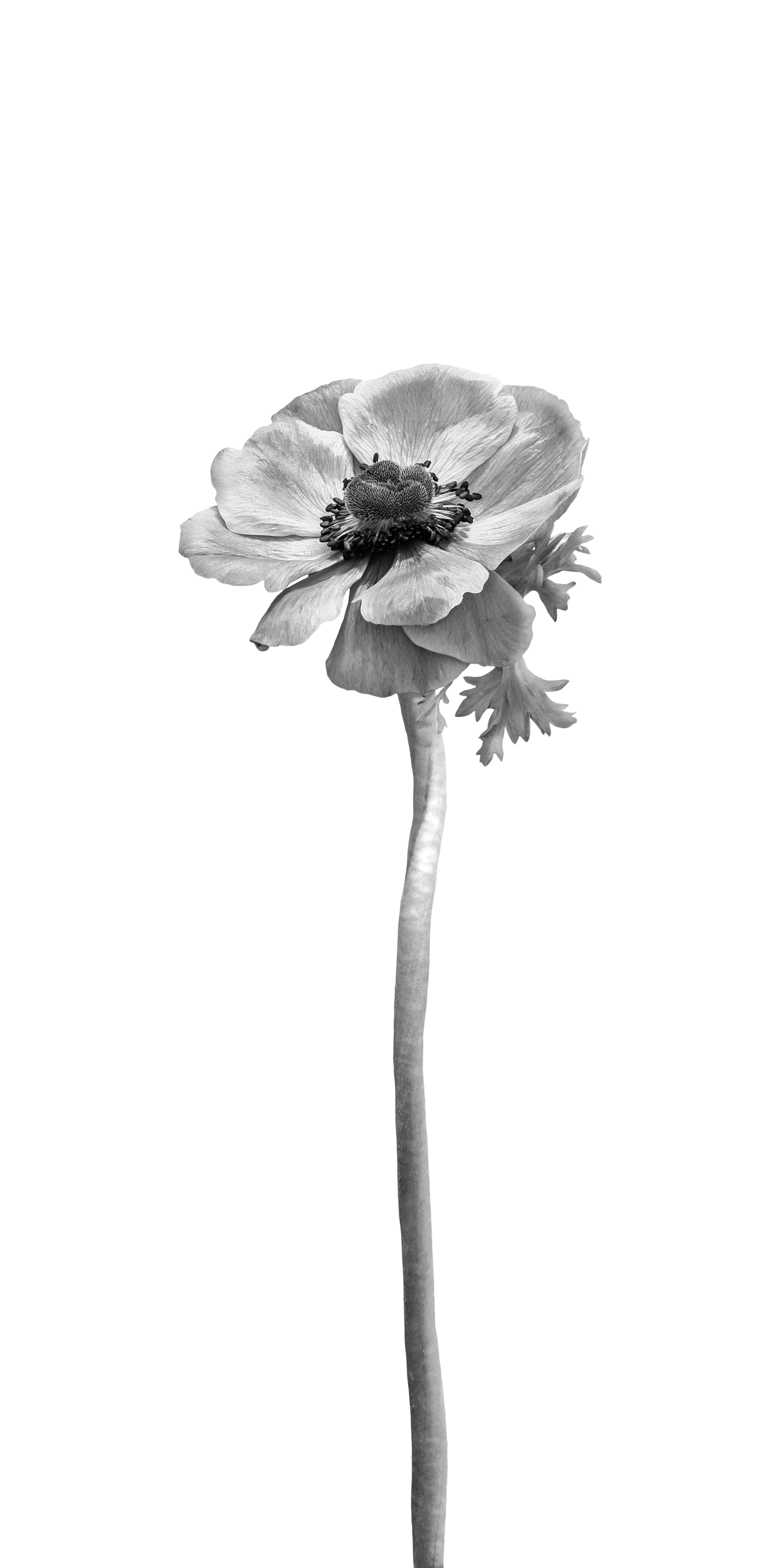 FL005_Anemone coronaria | bright design