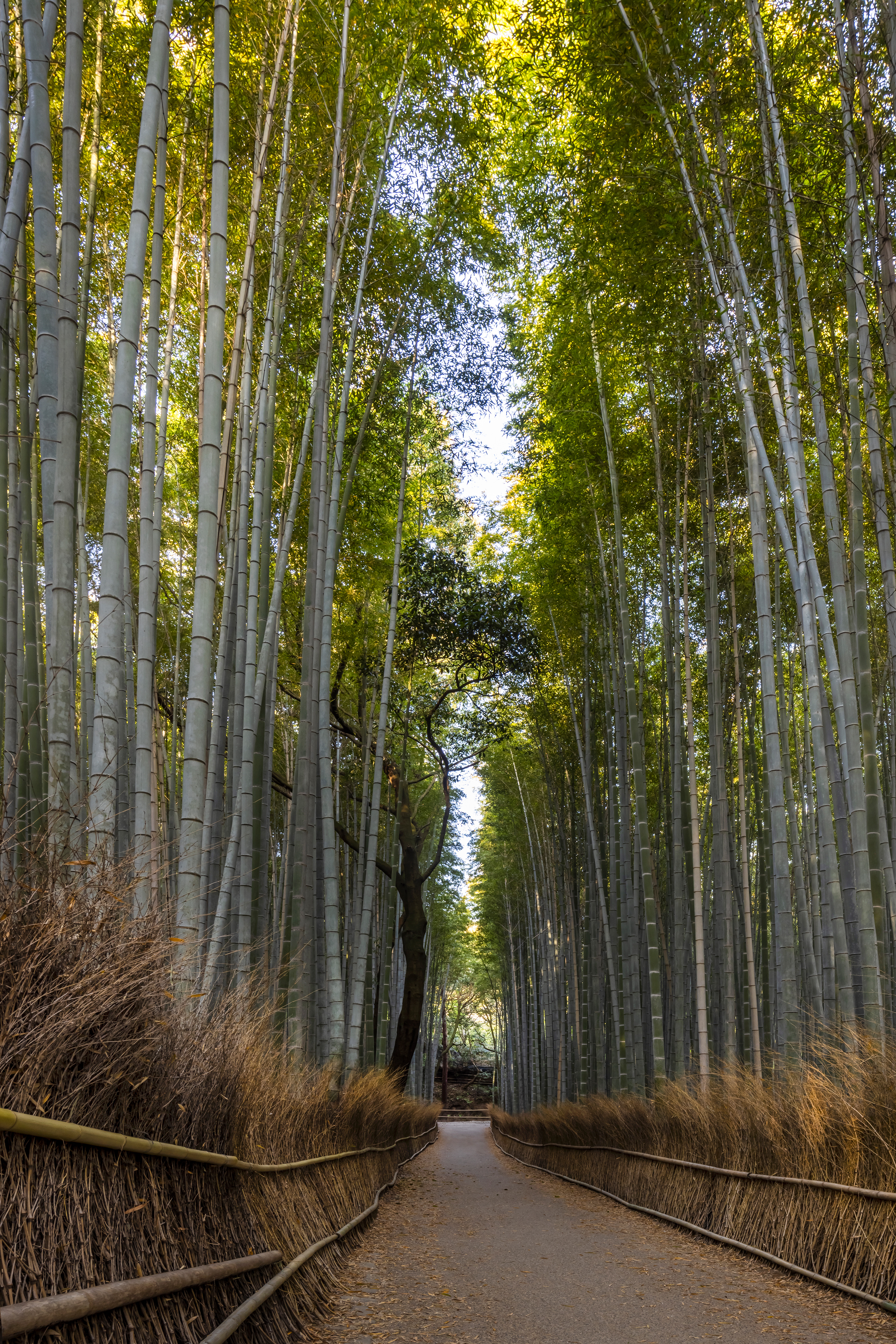 LS029_Mighty Arashiyama bamboo forest
