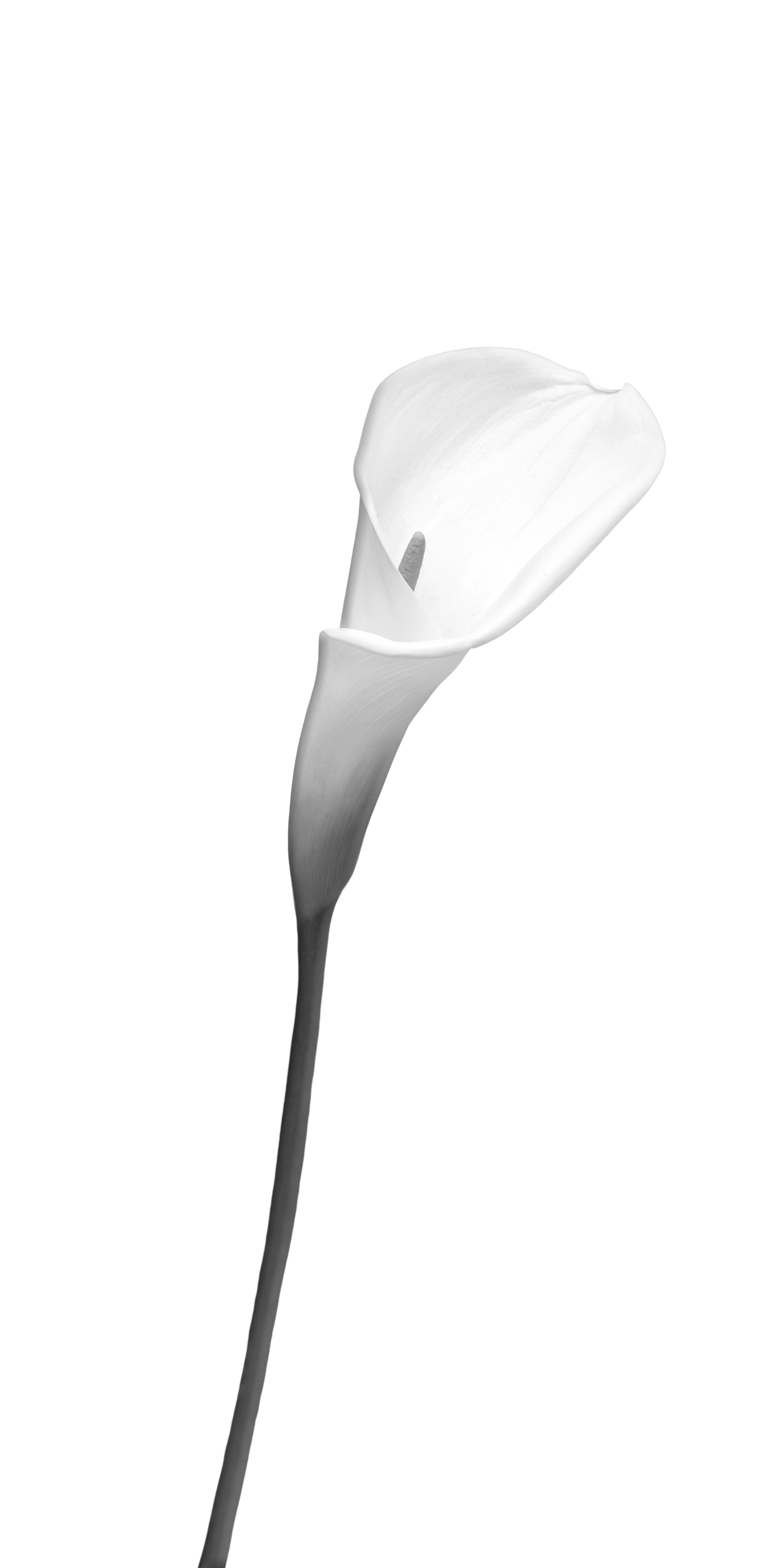 FL006_Calla | bright design