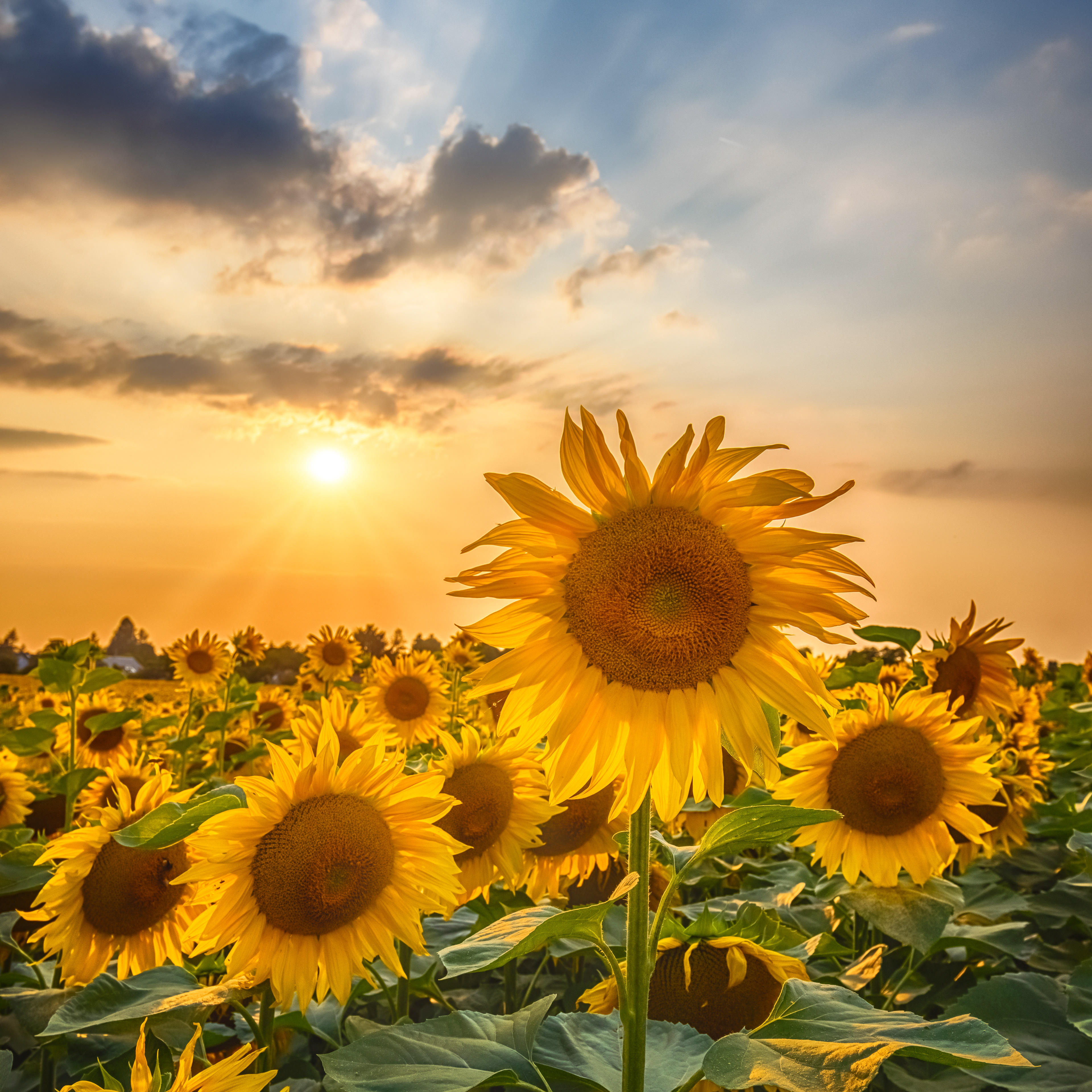 FL013_Sunset with beautiful sunflowers