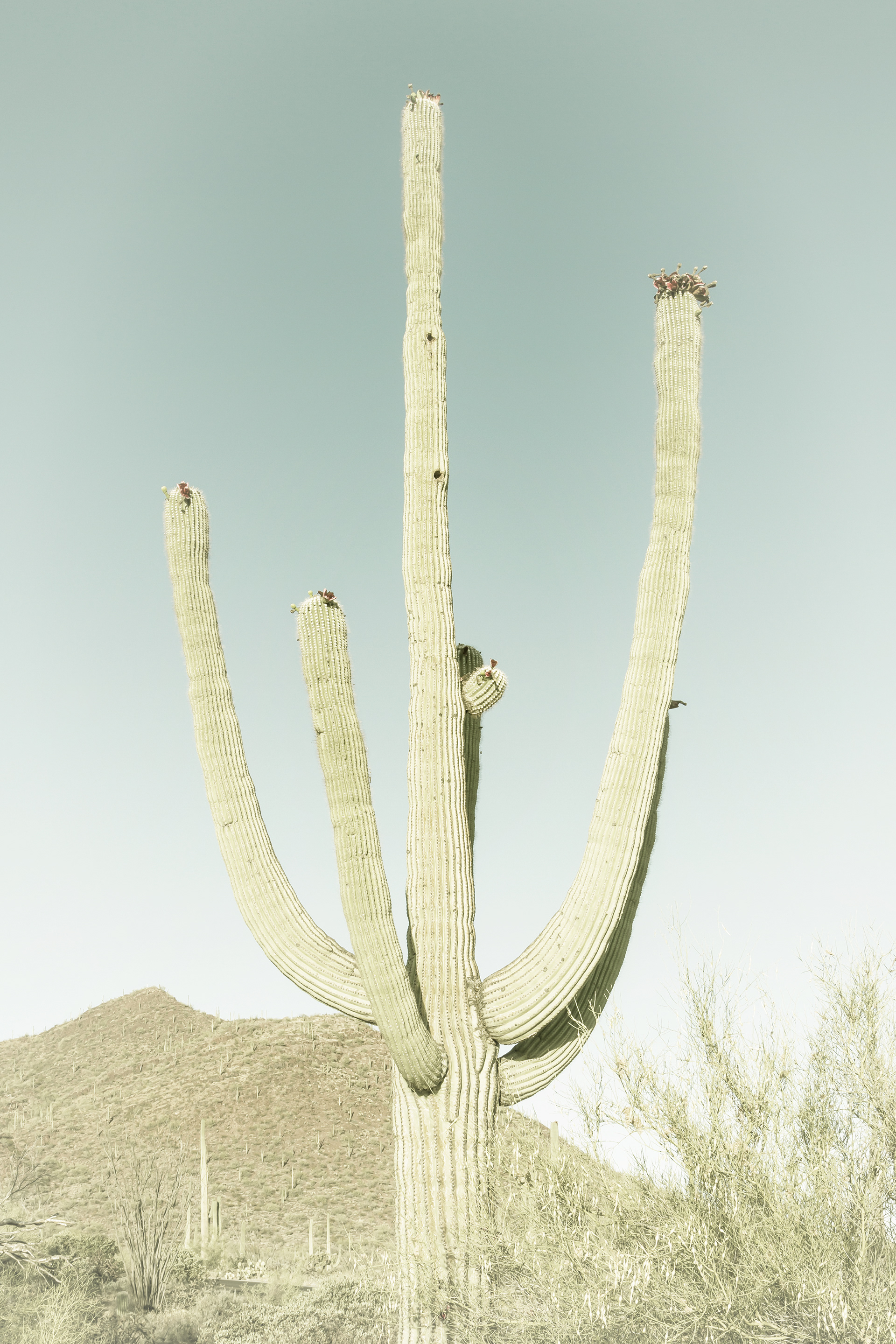 VS013_SAGUARO NATIONAL PARK Giant Saguaro | Vintage