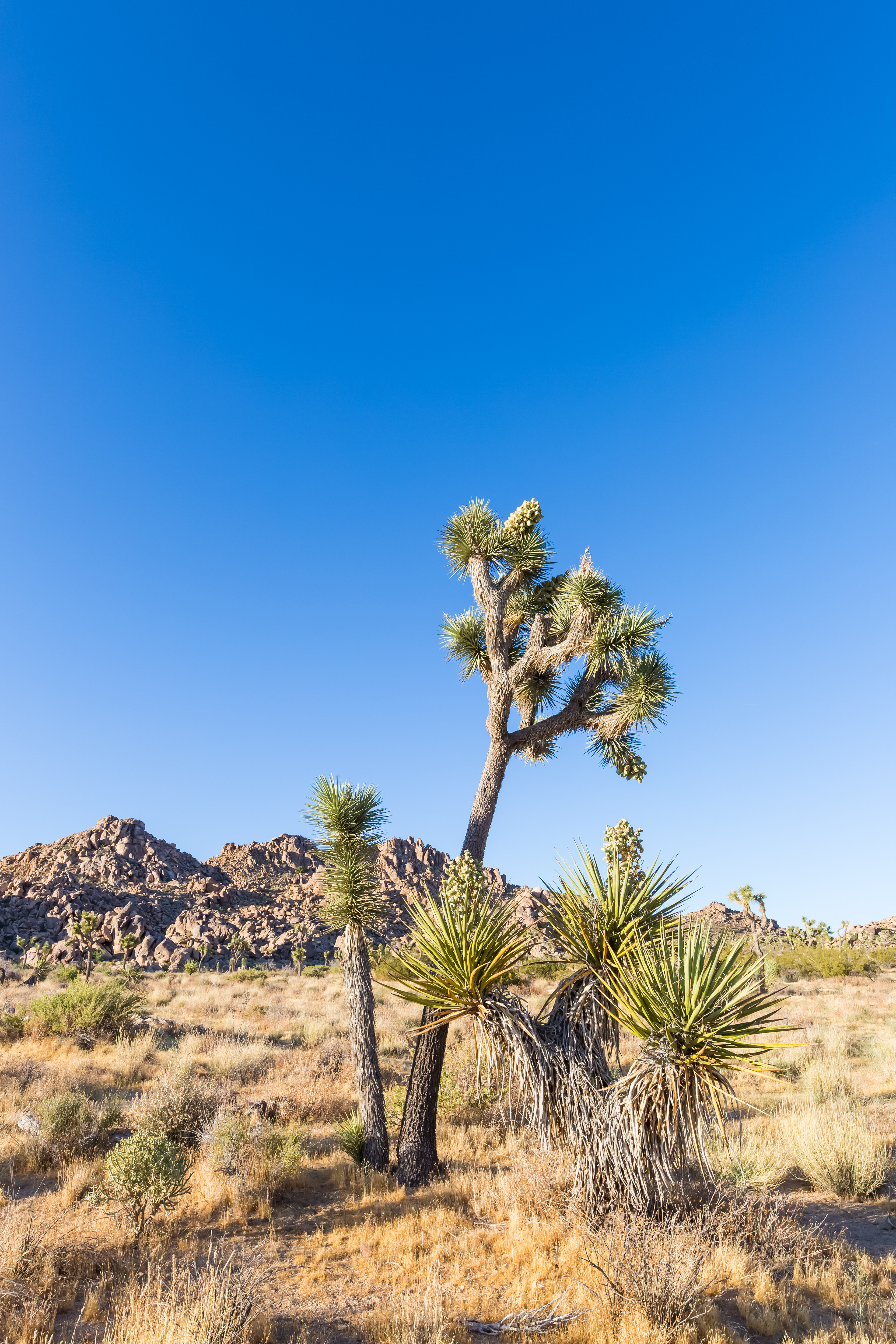 LS007_Joshua Trees