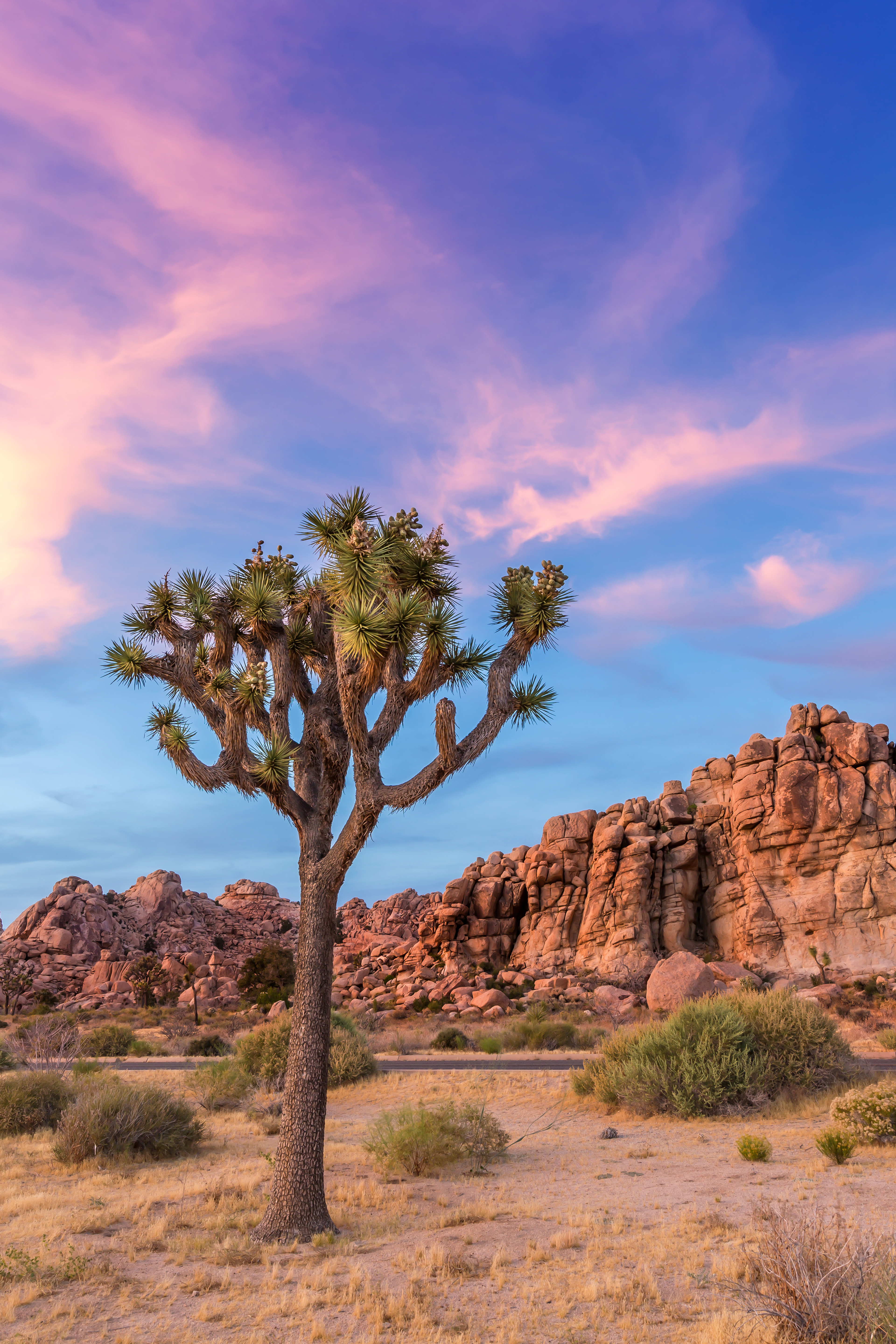 LS017_Joshua Tree Evening Atmosphere