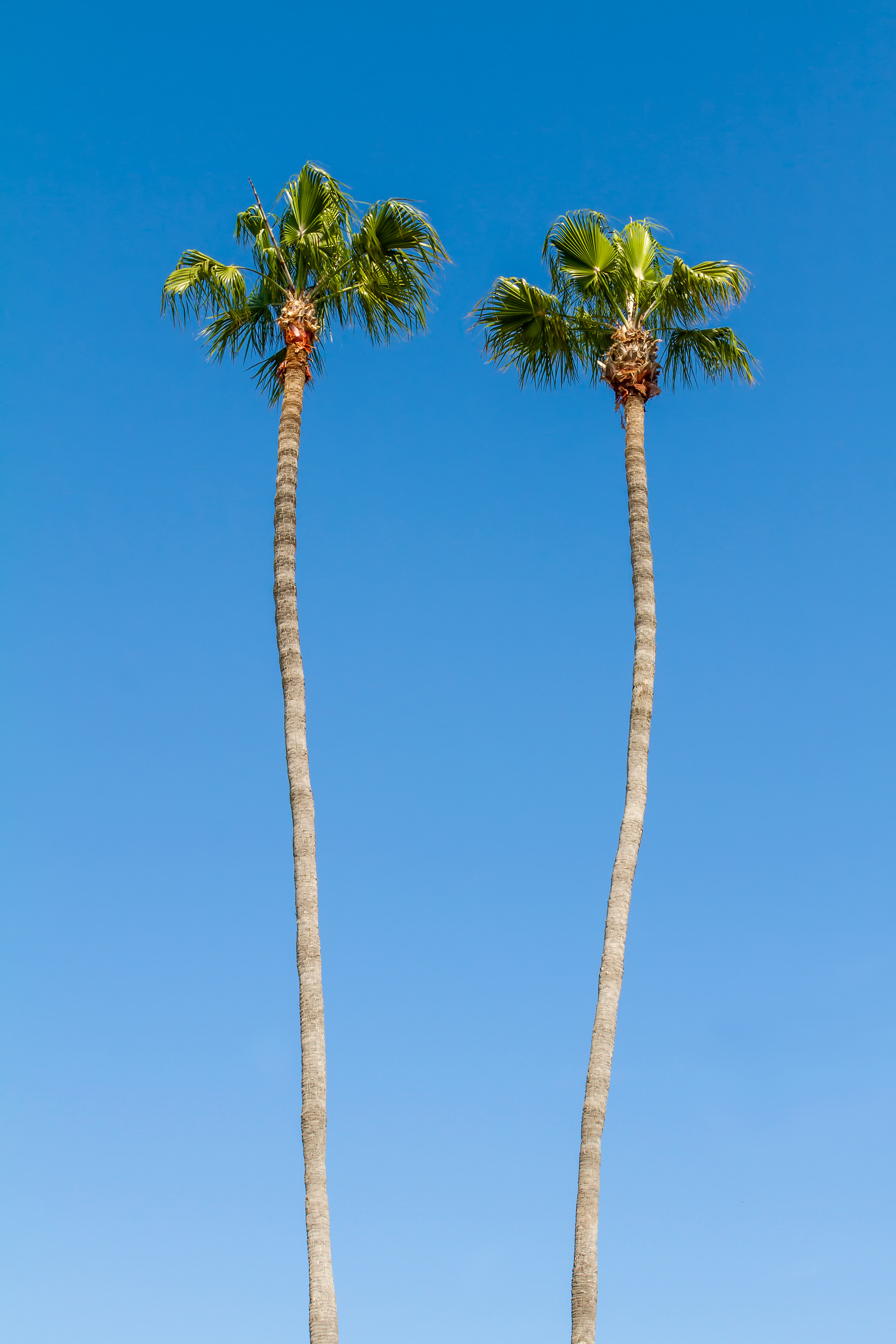 LS012_Minimalist Palms