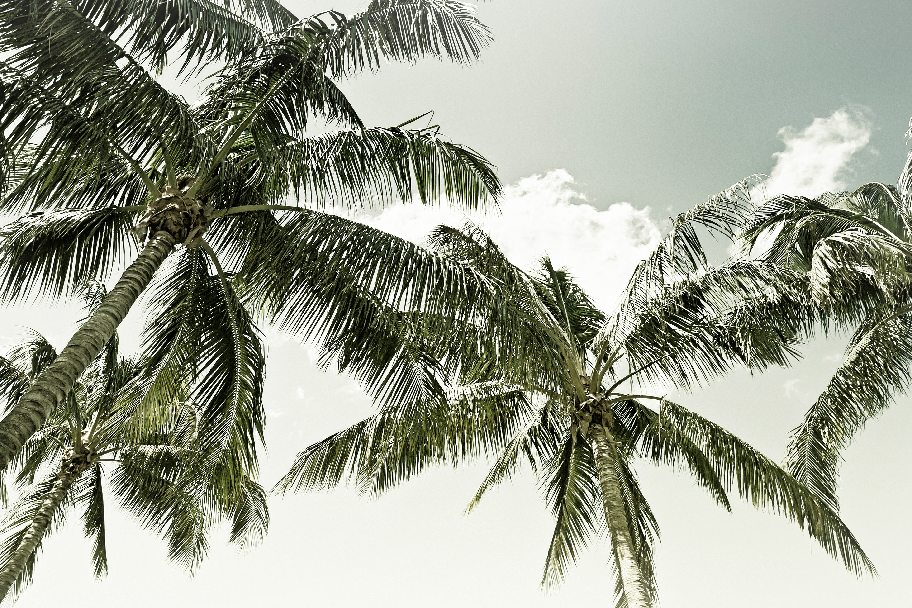 VS029_Vintage Palm Trees with sky