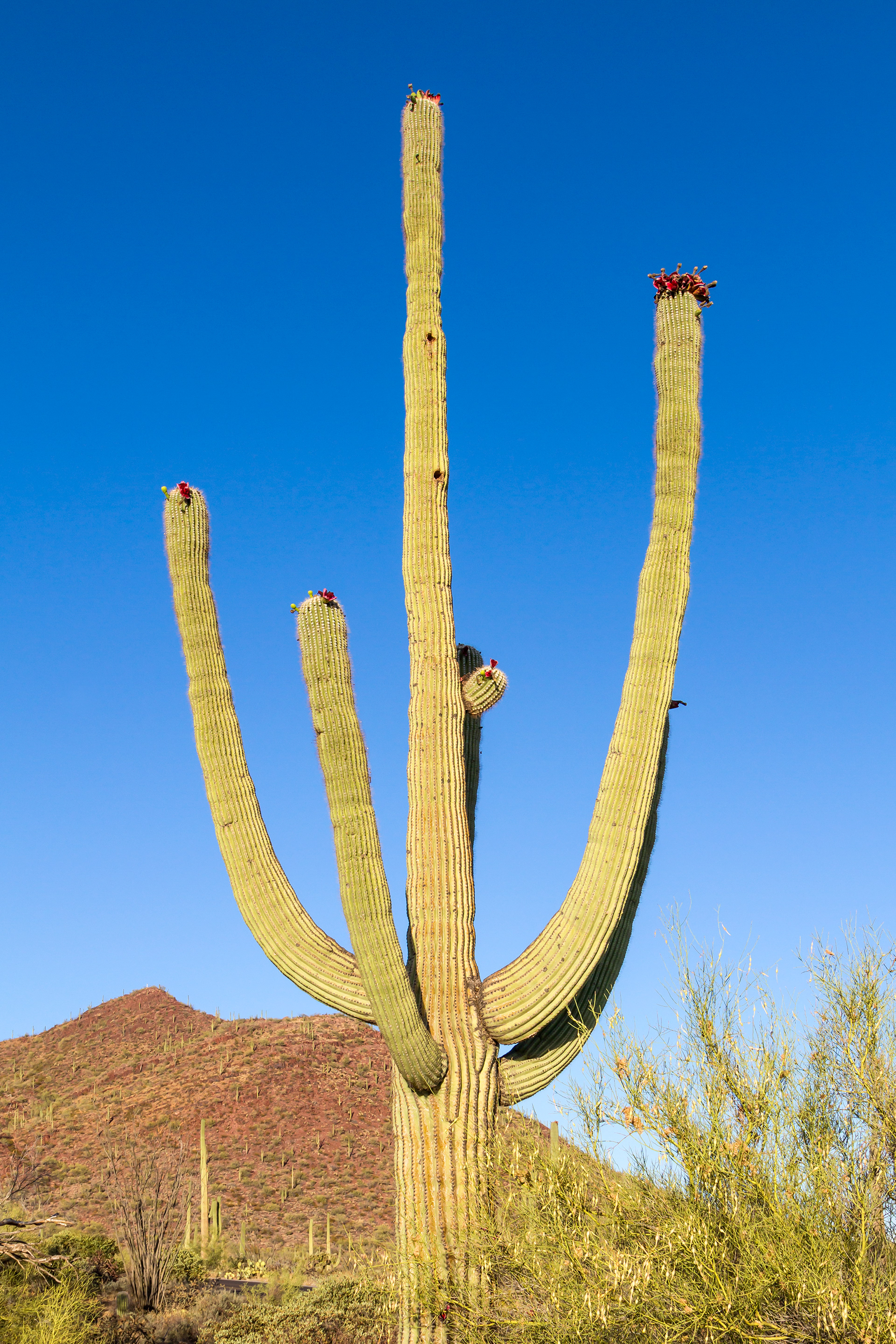 LS008_Giant Saguaro