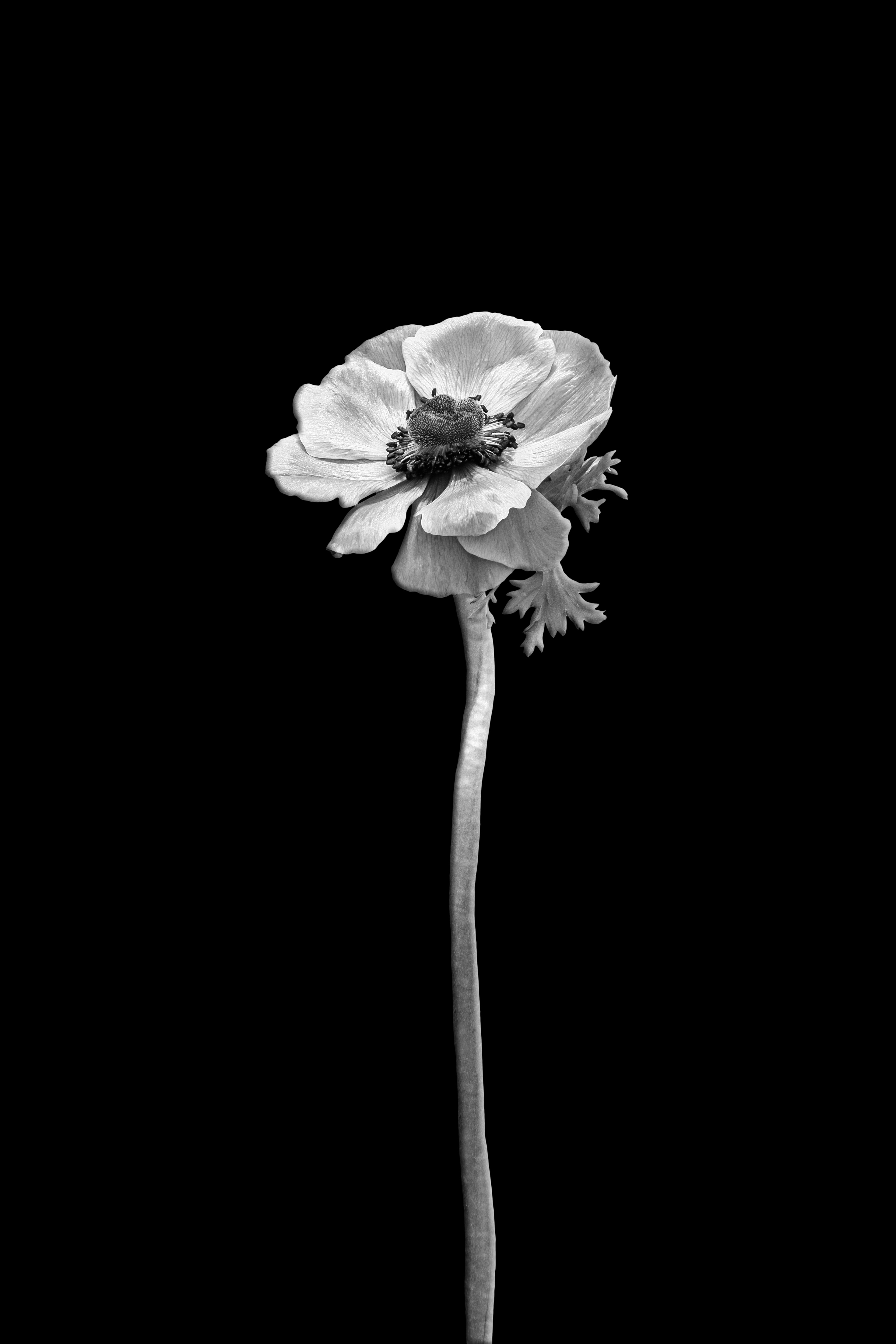 FL002_Anemone coronaria | dark design