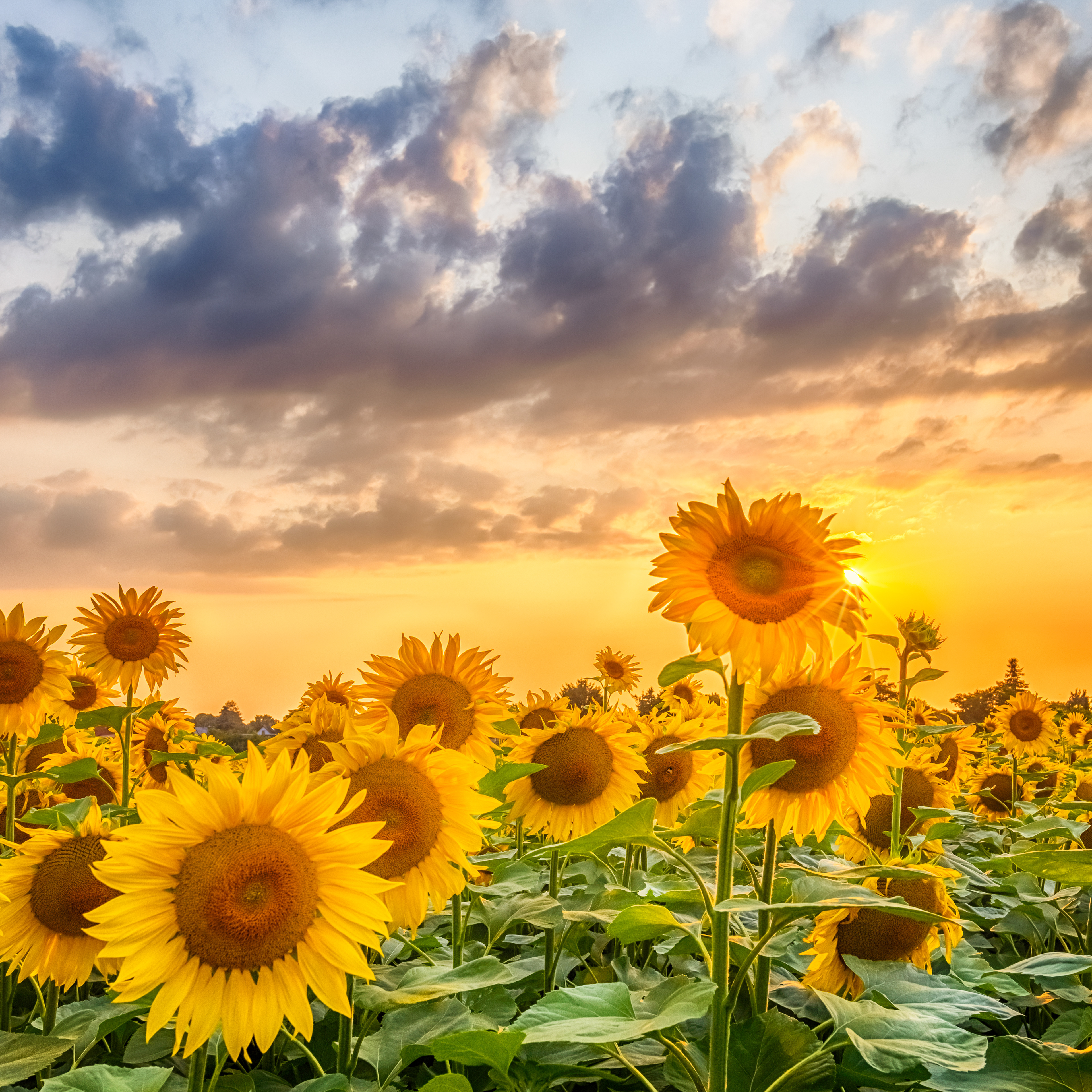 FL012_Sunflower field at sunset