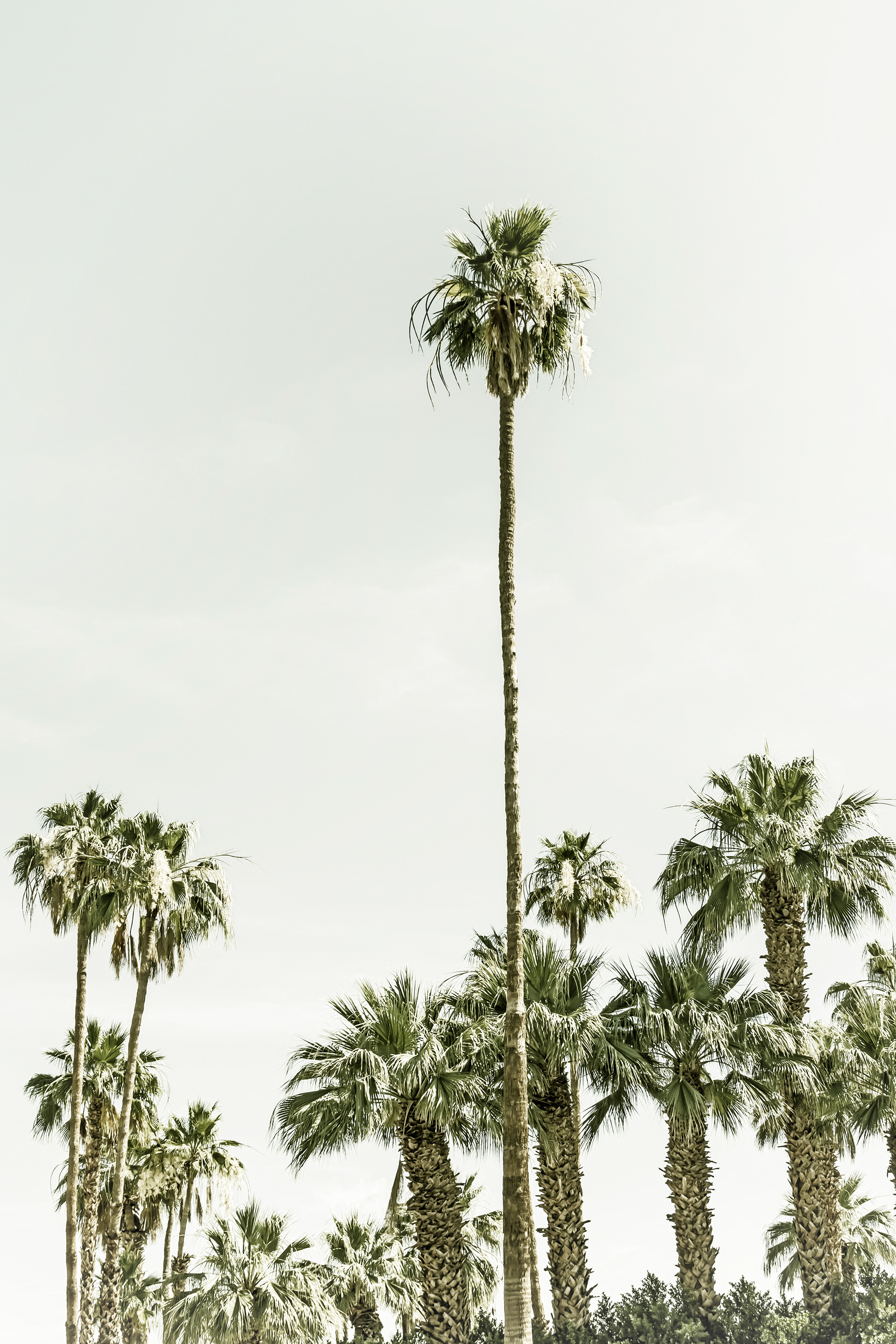 VS038_Vintage palm Trees at the beach