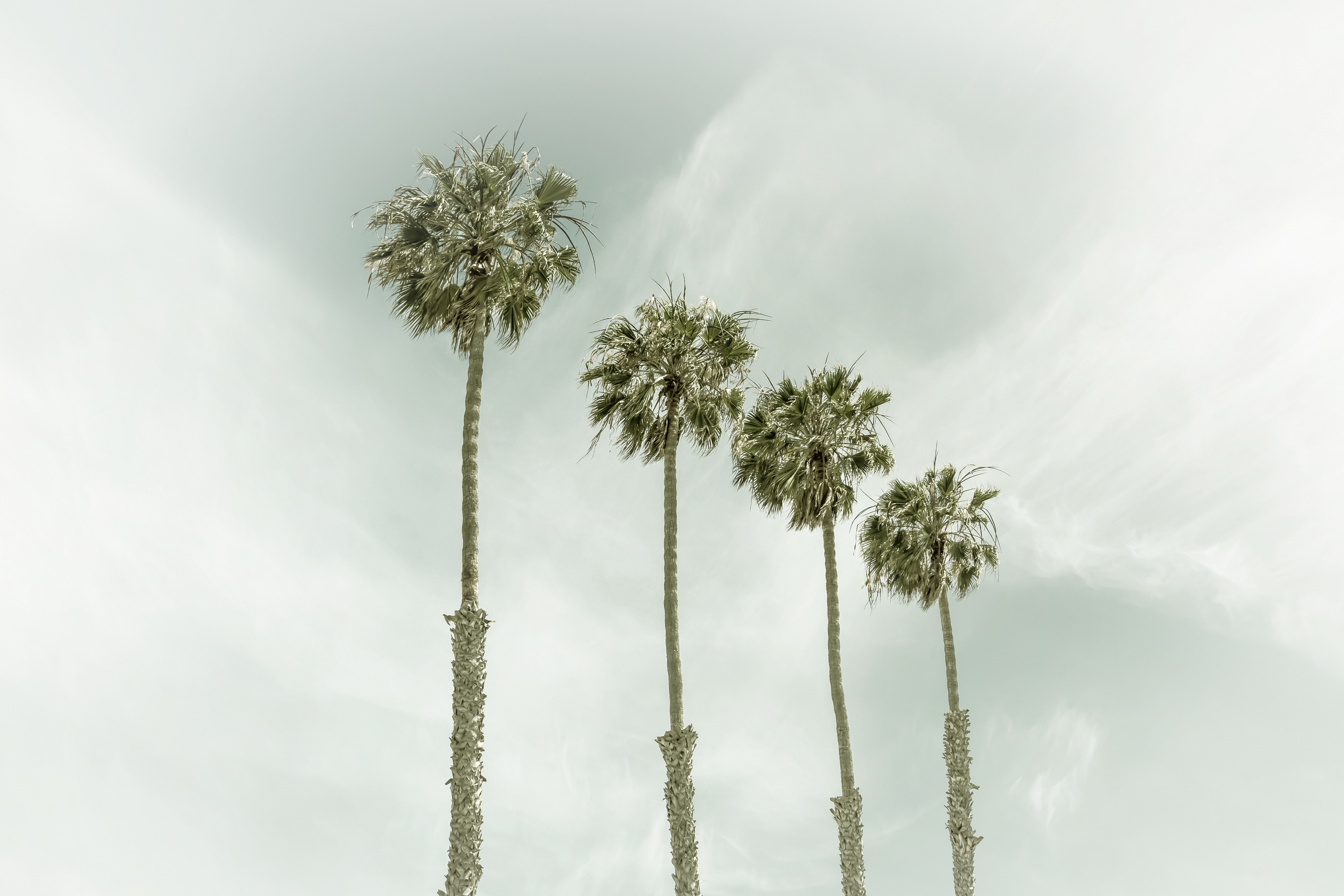 VS021_California Vintage Palm Trees