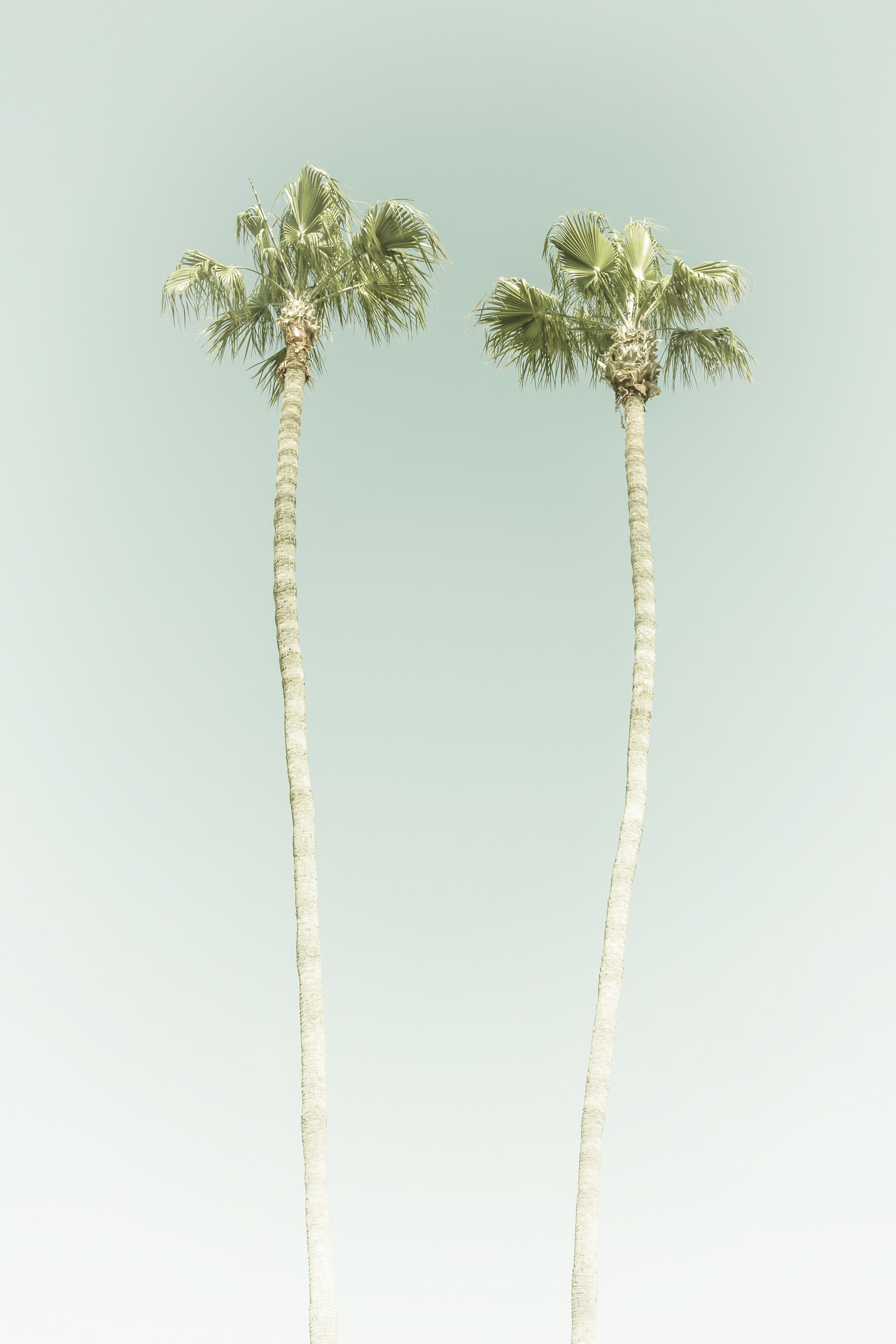 VS014_Minimalist Palm Trees | Vintage