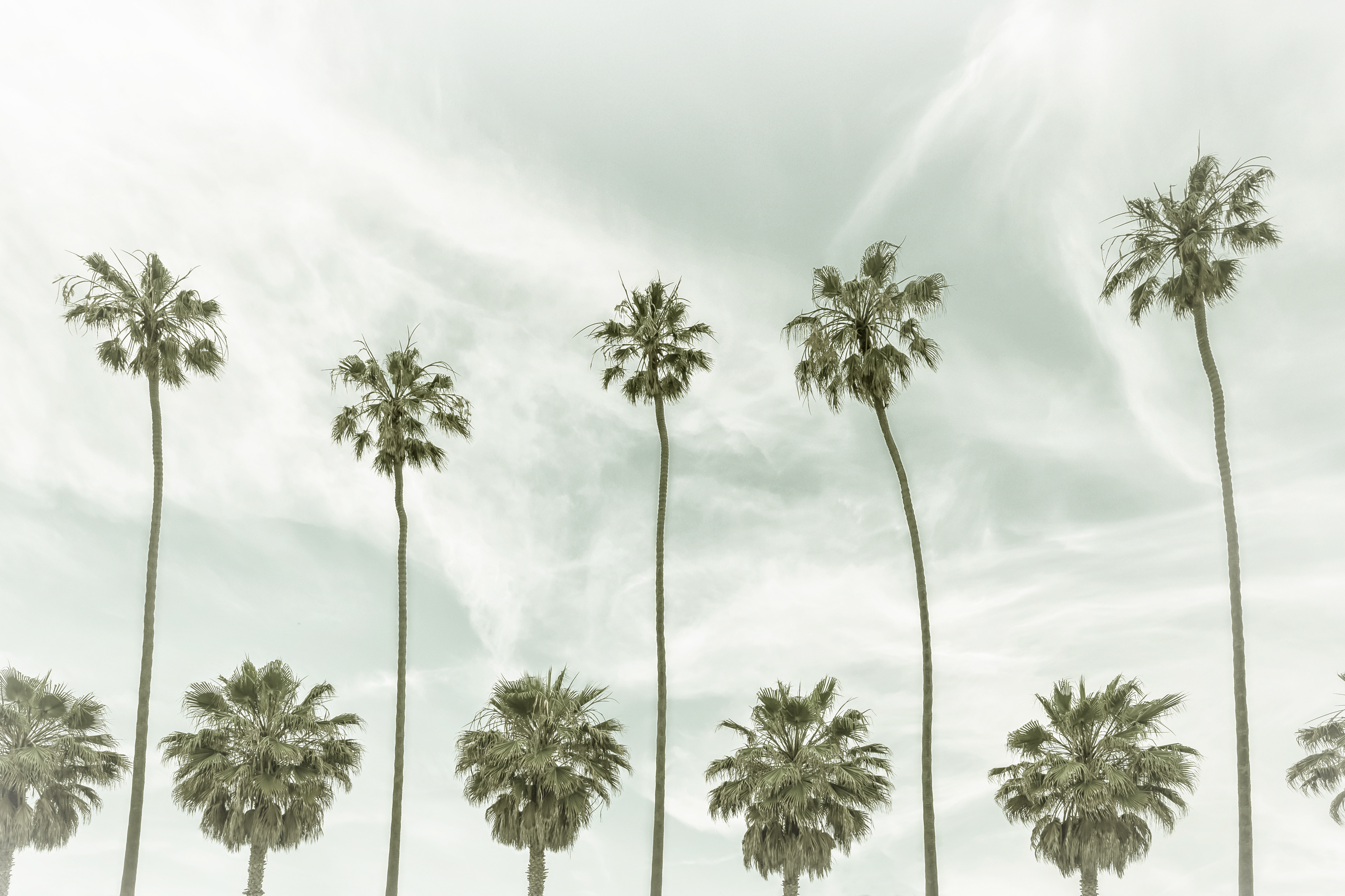 VS017_Vintage Palm Trees 