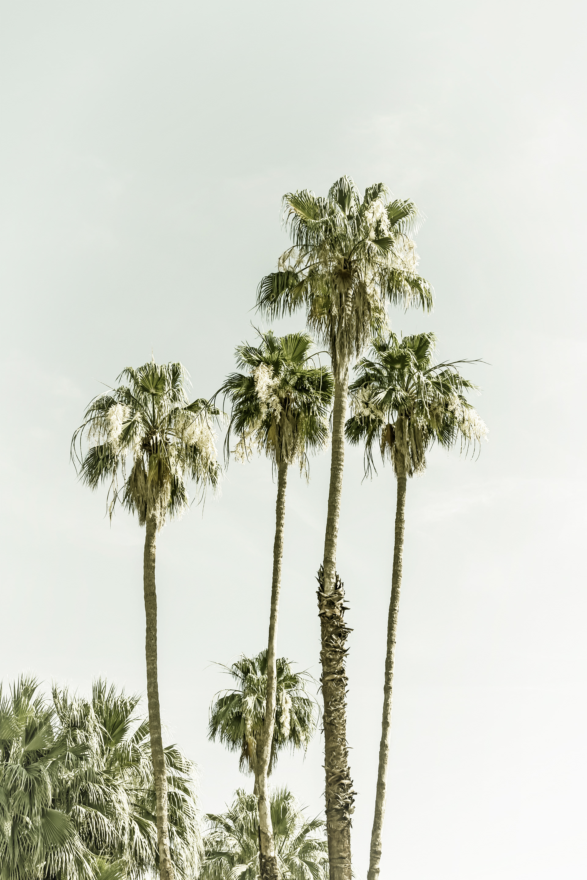 VS037_Palm Trees Summertime | Vintage