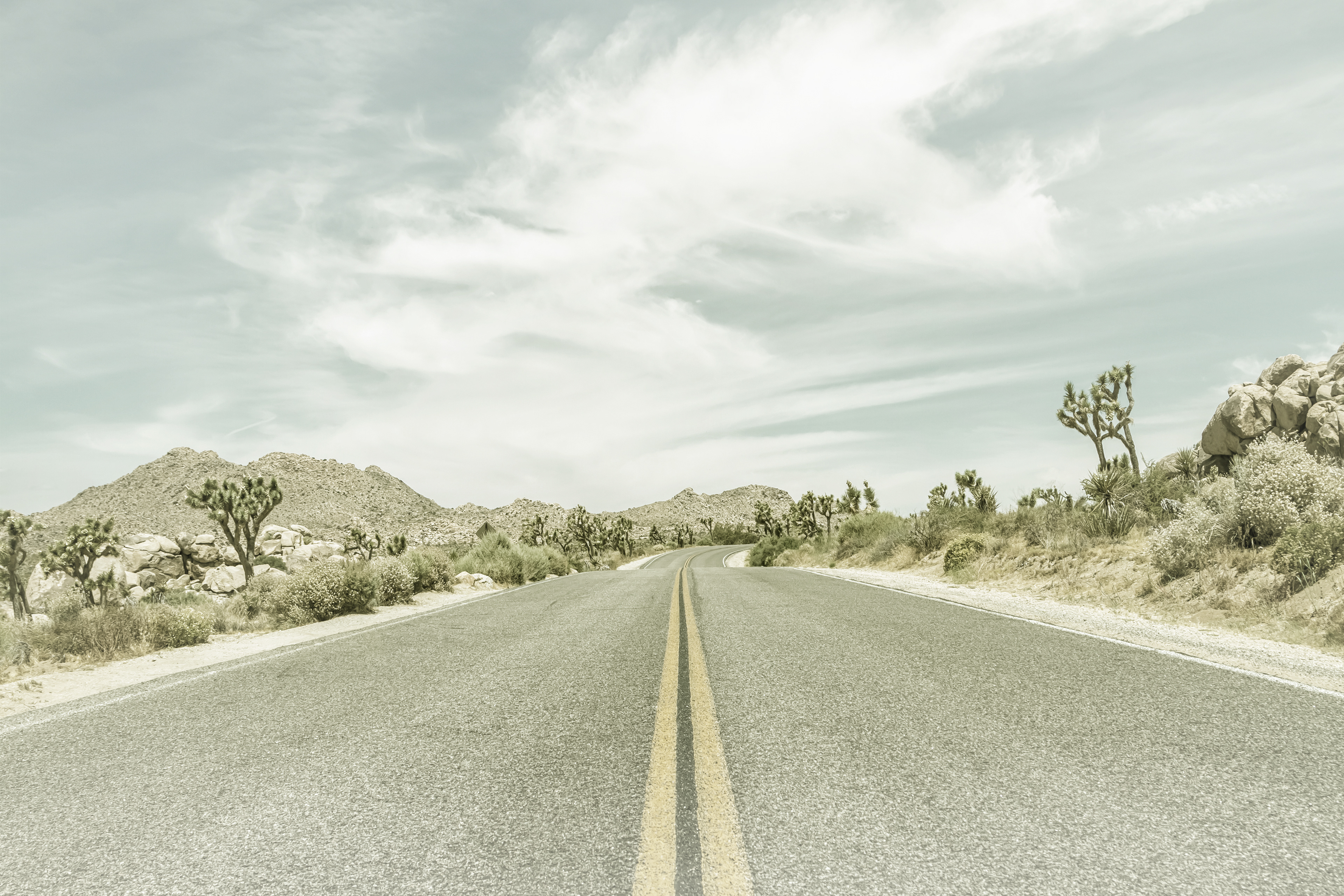 VS012_Joshua Trees, Park Boulevard | Vintage