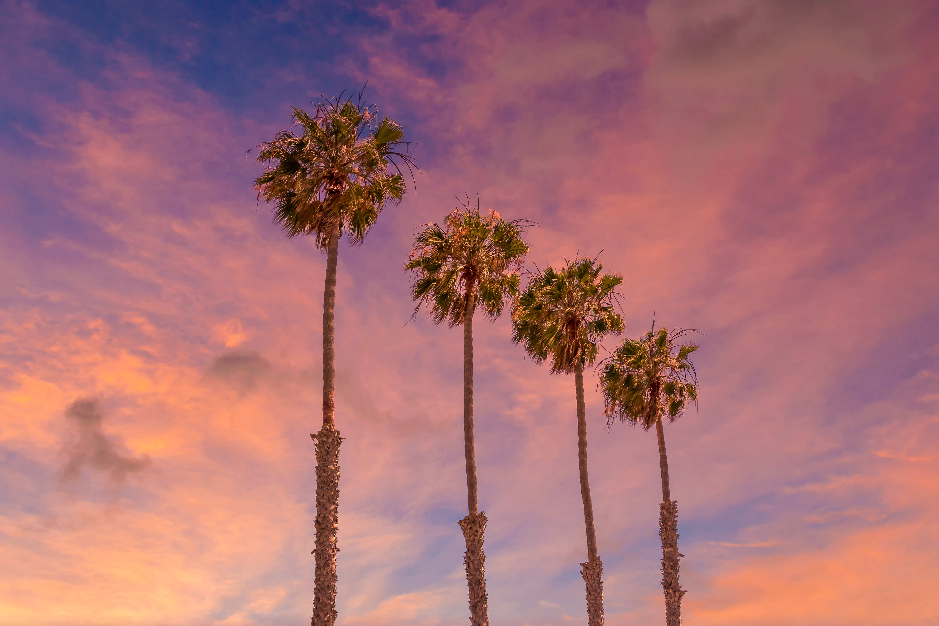LS019_Palm trees - Idyllic sunset