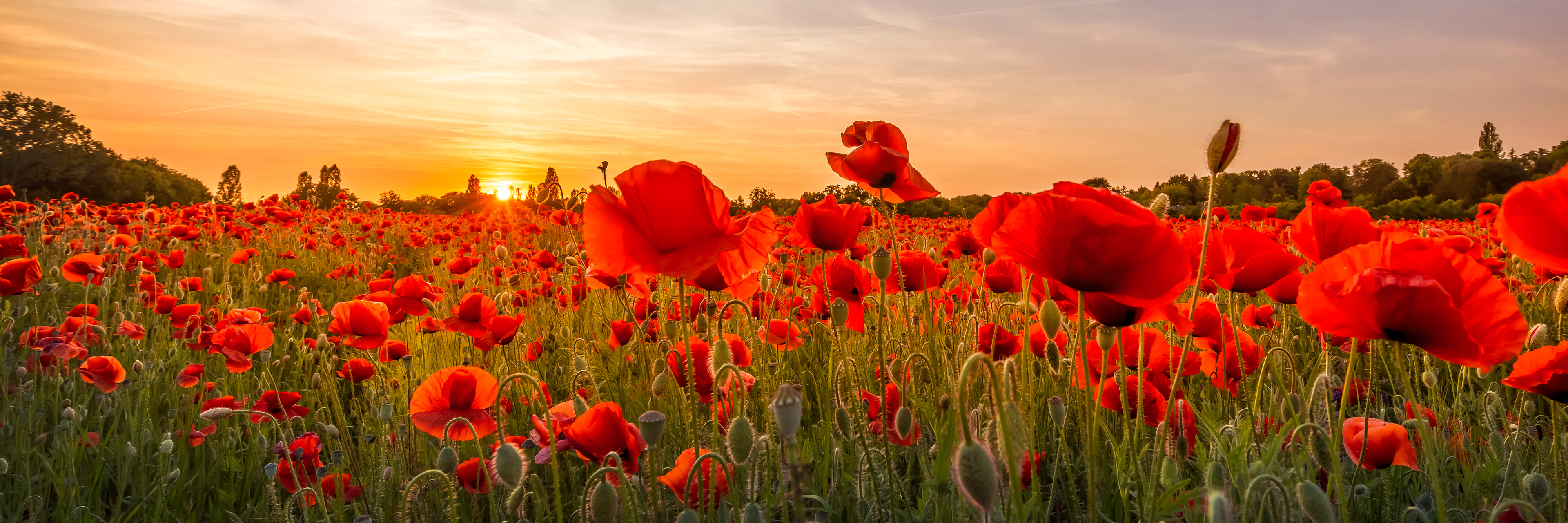 LS023_Setting sun in field of poppies | Panoramic