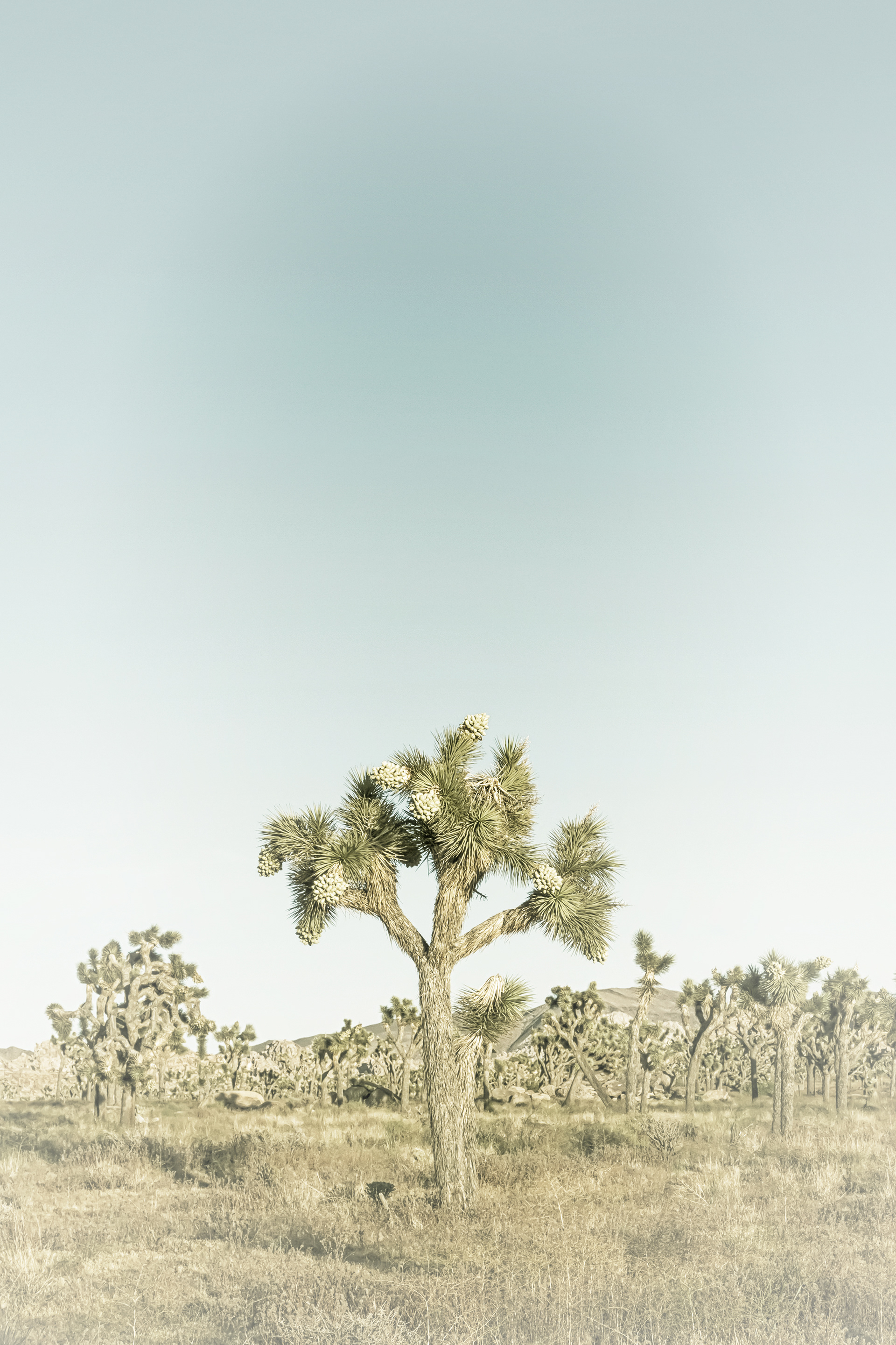 VS001_Joshua Tree | Vintage