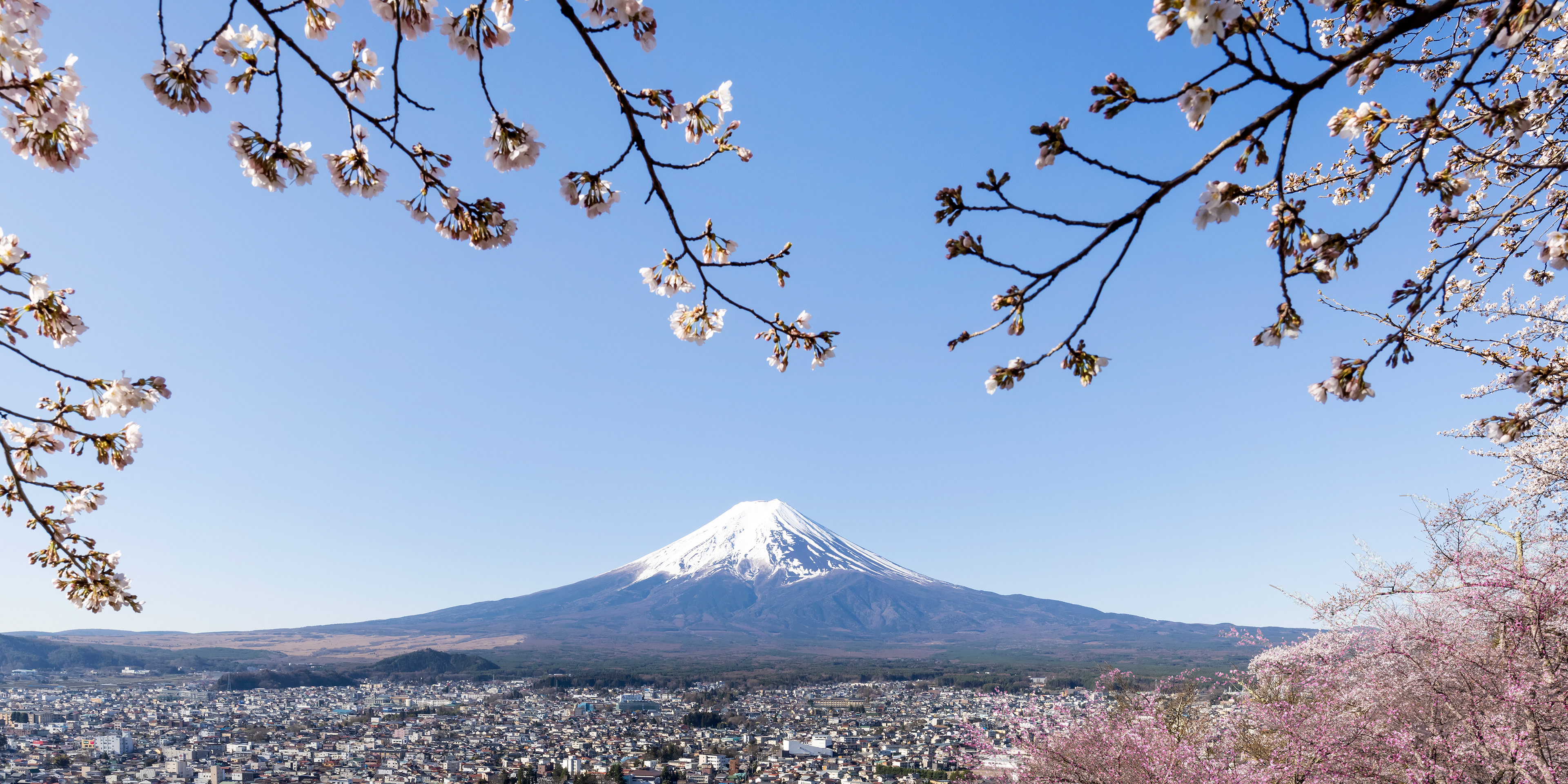 LS027_Fantastic panoramic view of Mount Fuji with cherry blossoms