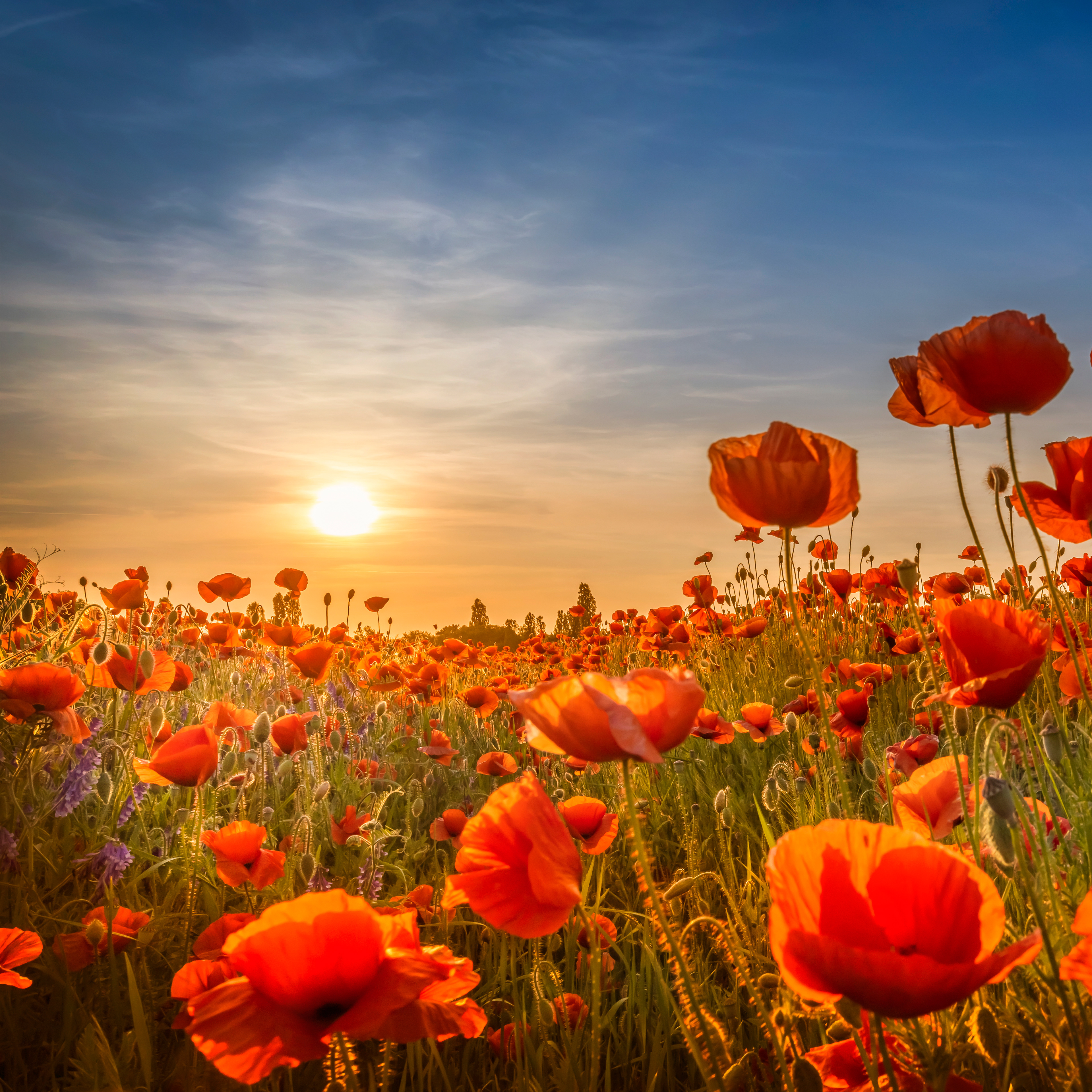 LS024_Gorgeous sunset with beautiful poppies