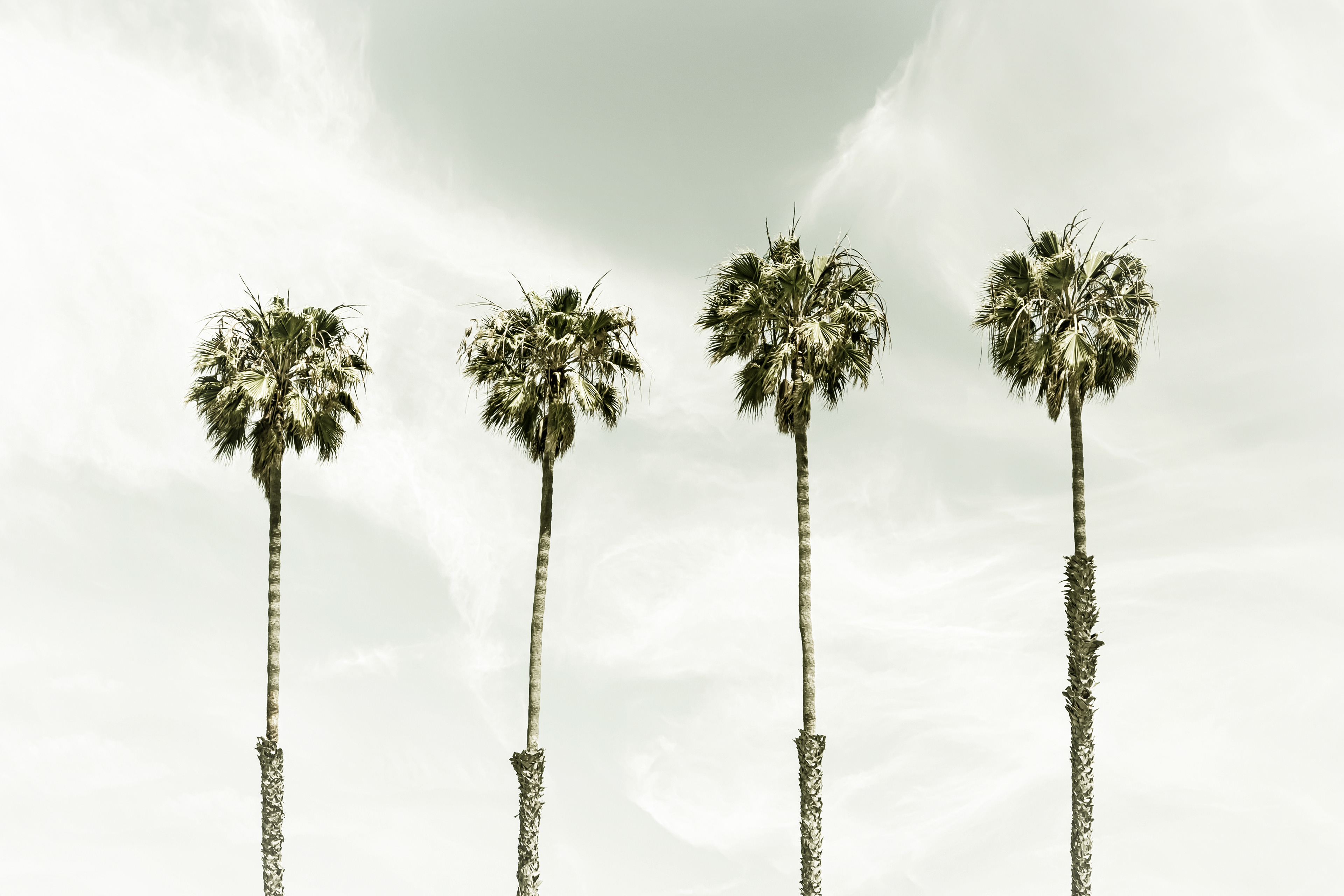 VS039_Palm Trees at the coast | Vintage