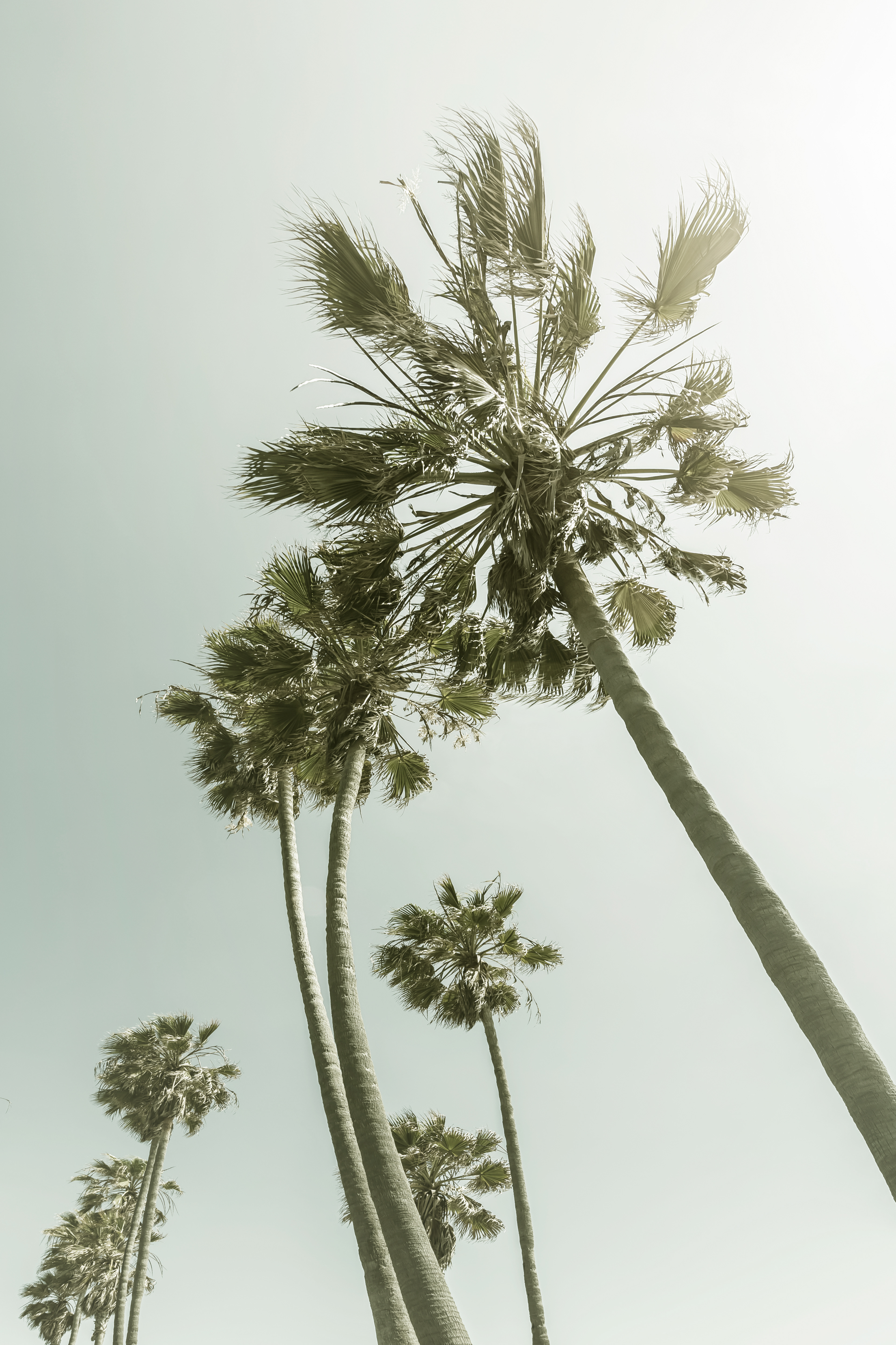 VS018_Vintage Palm Trees in the sun
